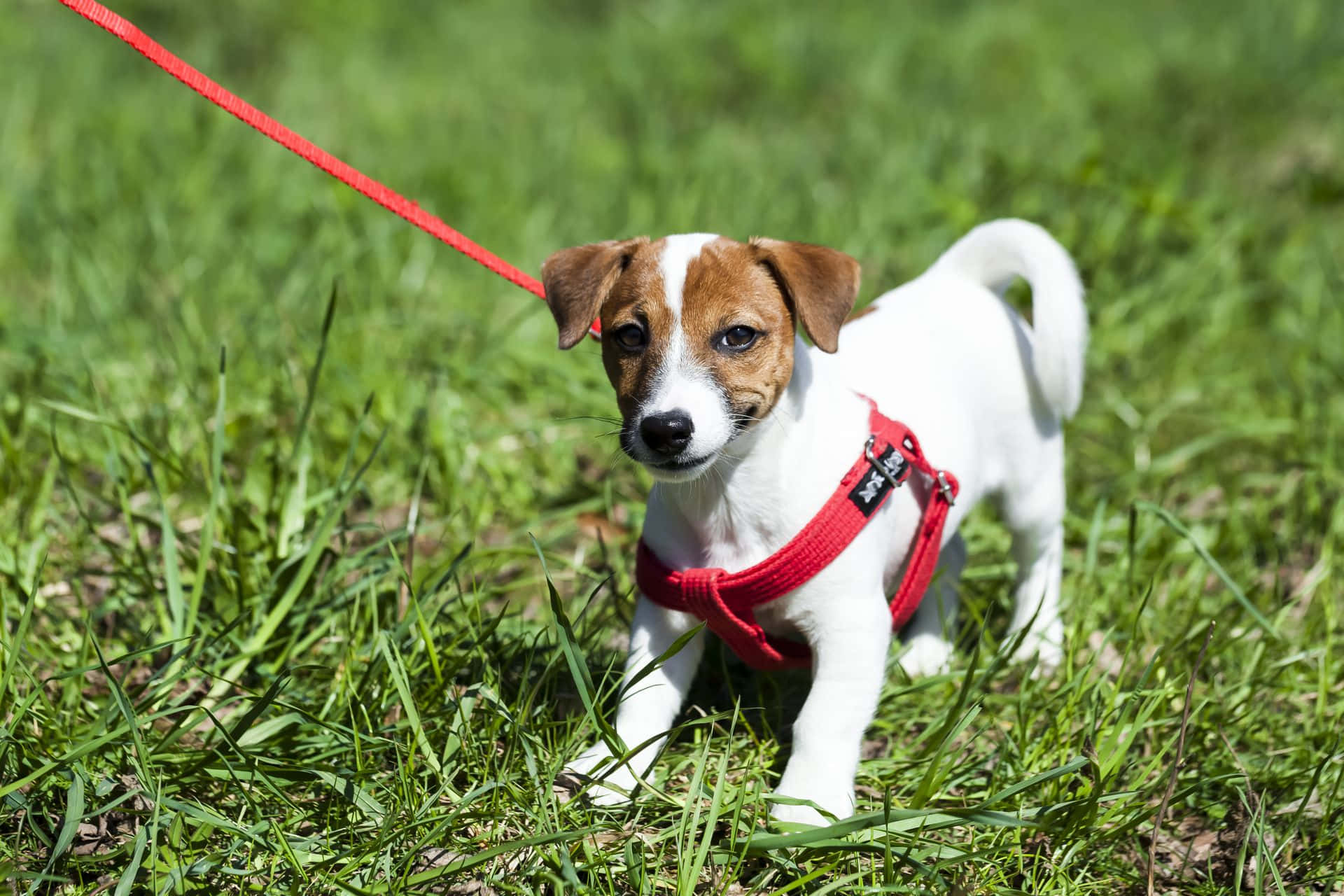Chó Jack Russell Terrier Nhỏ Đeo Dây Nịt Hình nền