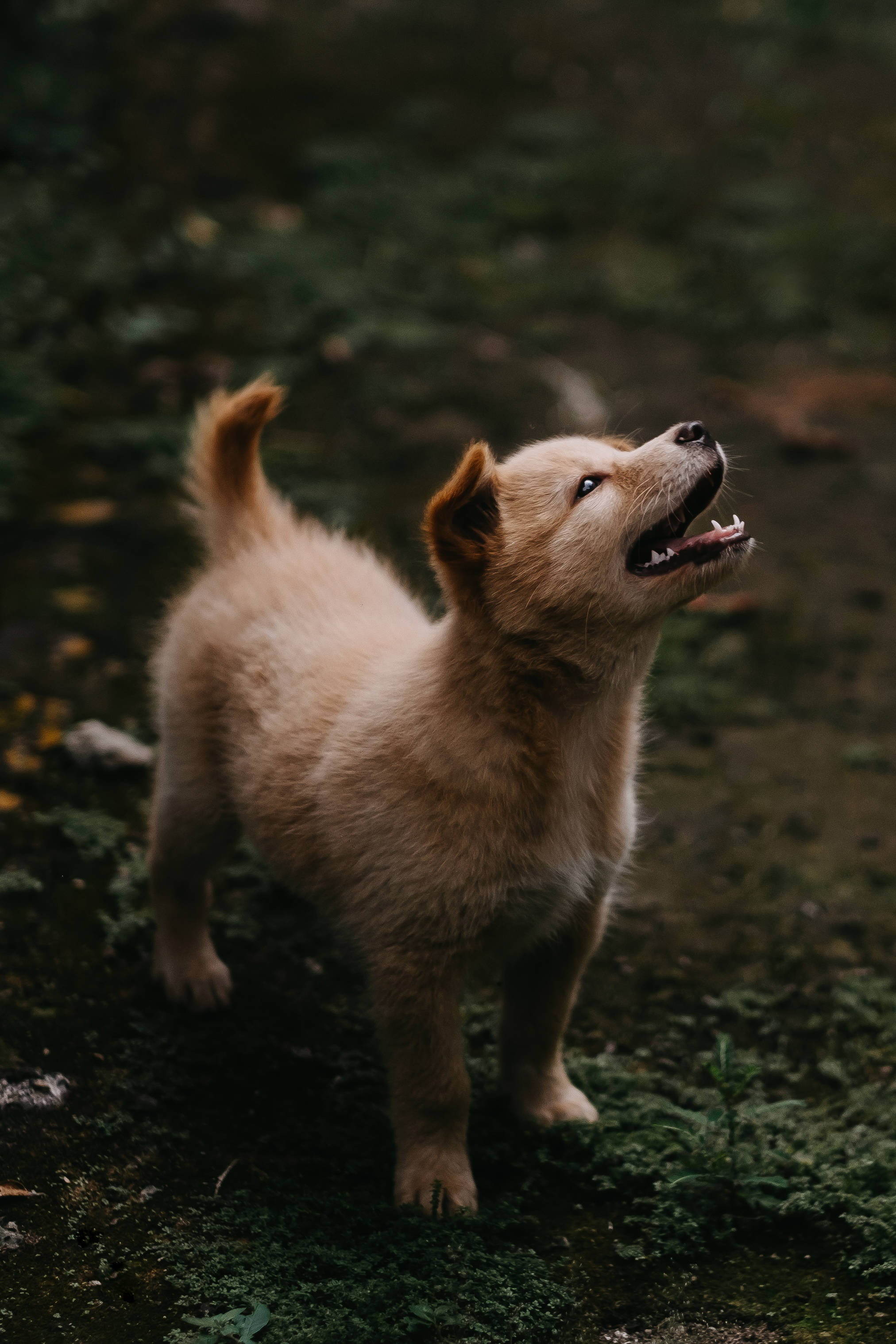 Chó Jindo Dễ Thương Trên Cỏ Hình nền