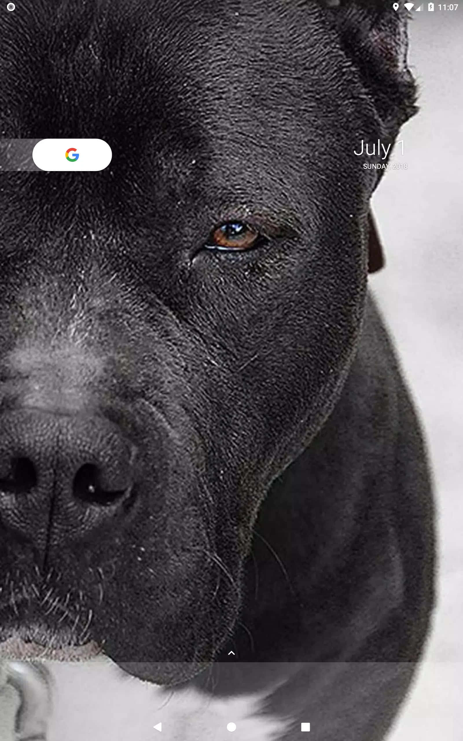 "Chó pitbull đen mạnh mẽ canh gác nhà chủ." Hình nền
