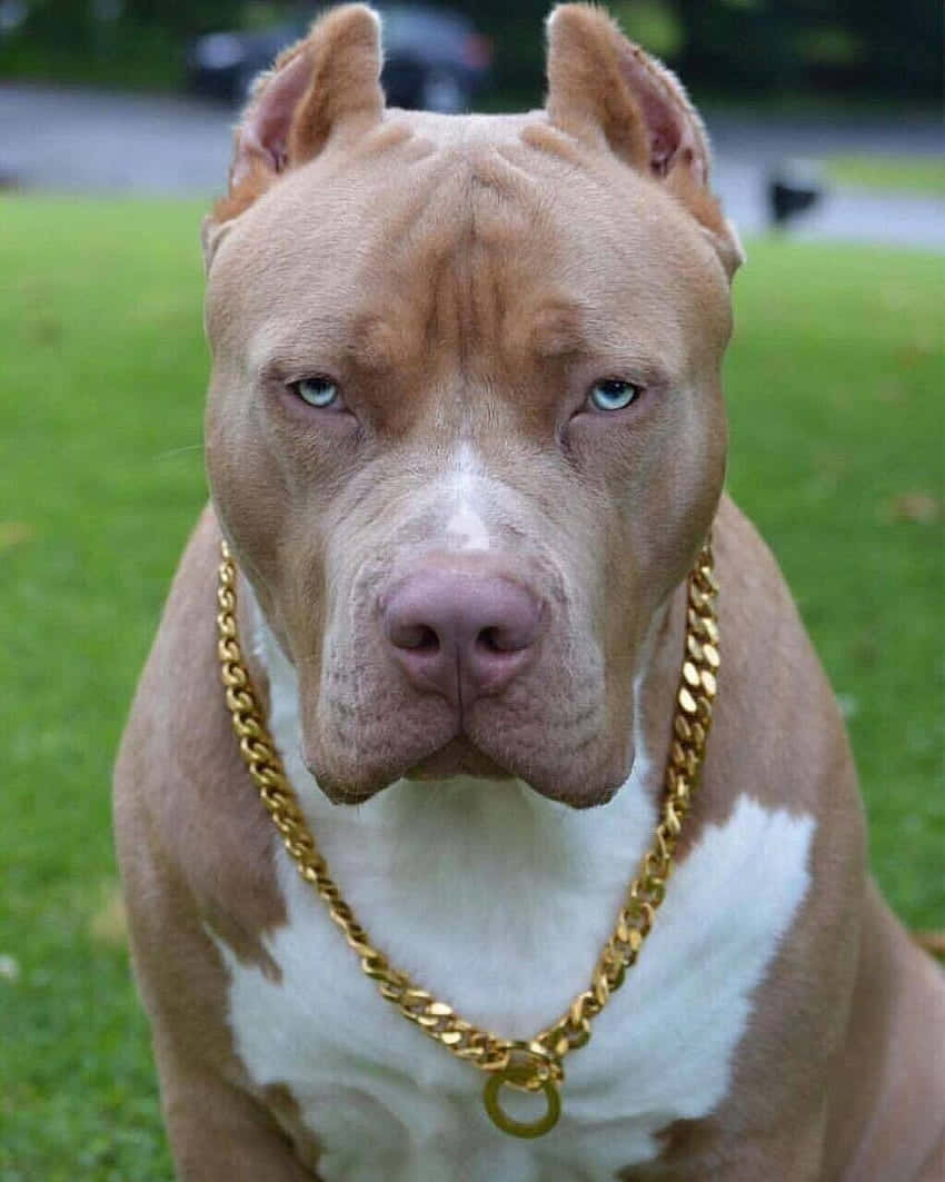 Chó Pitbull Đeo Dây Chuyền Vàng Hình nền