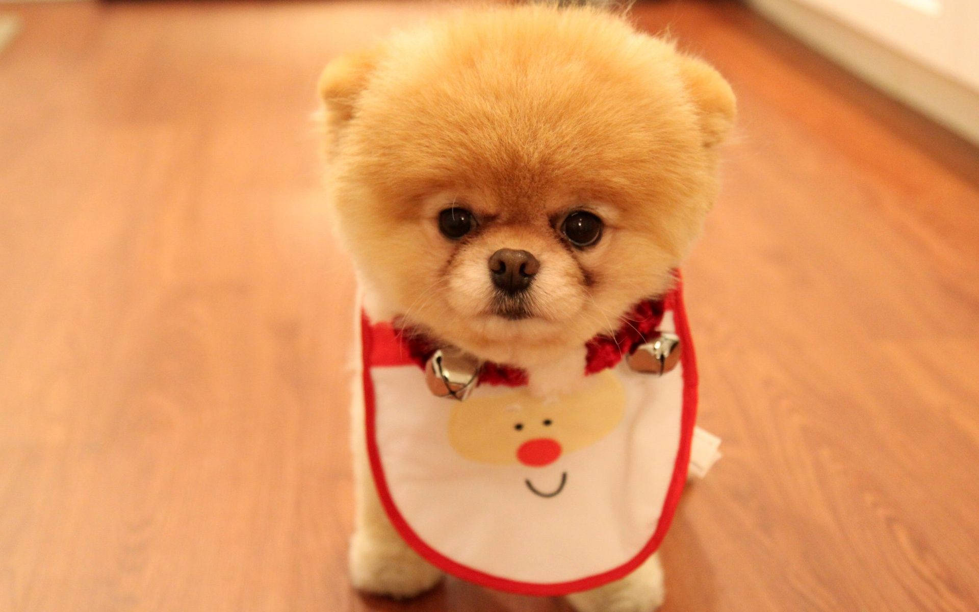 Chó Pomeranian Dễ Thương Mặc Yếm Ông Già Noel Hình nền