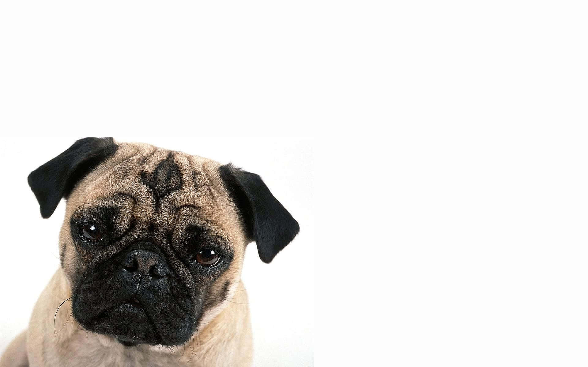 Chó Pug Nâu Chụp Ảnh Hình nền