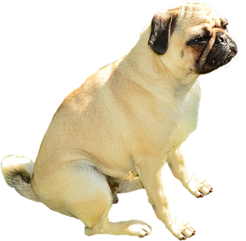 Chó Pug Ngồi Nền Đen Hình nền