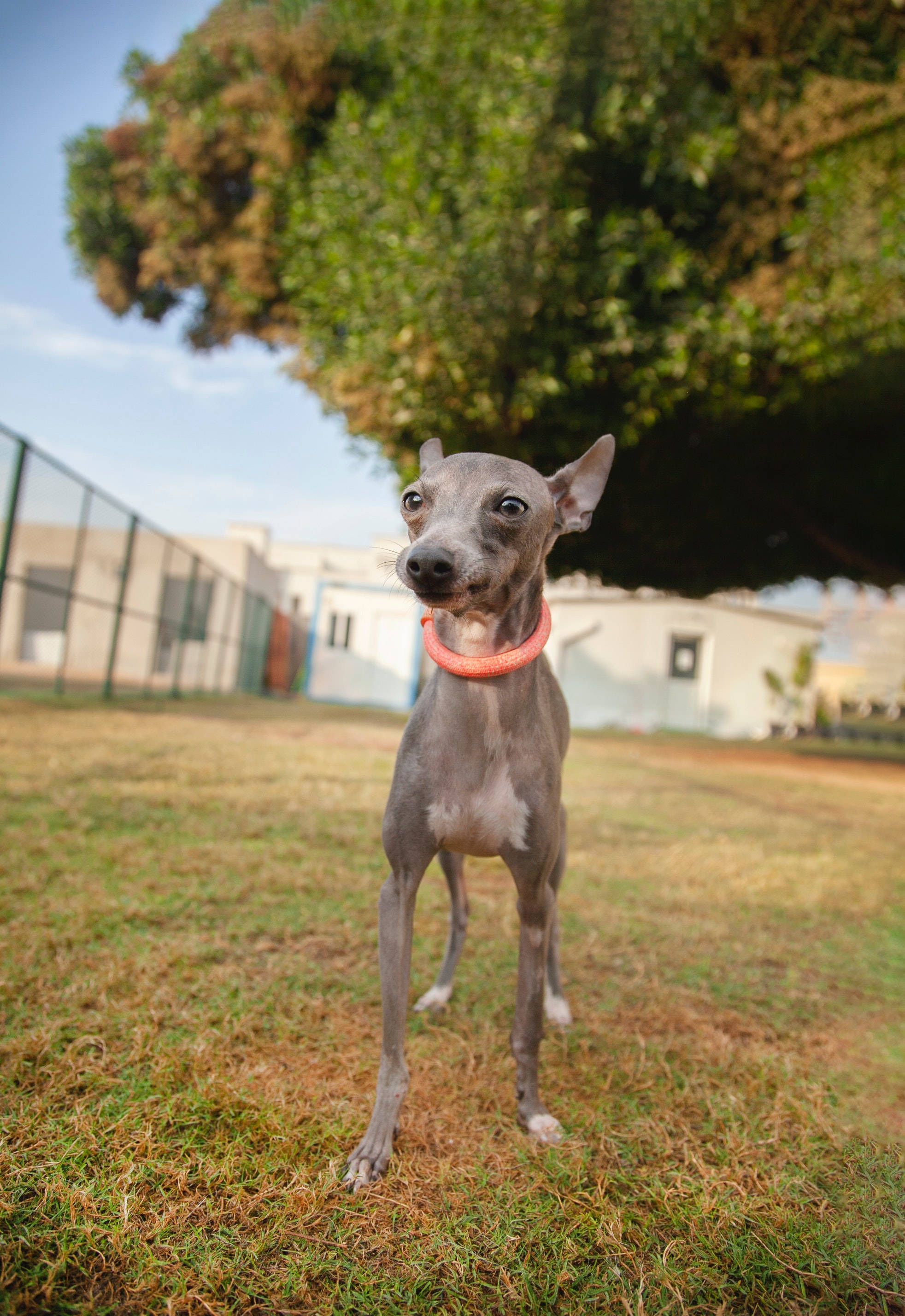 Chó săn Greyhound Trong Công Viên Hình nền
