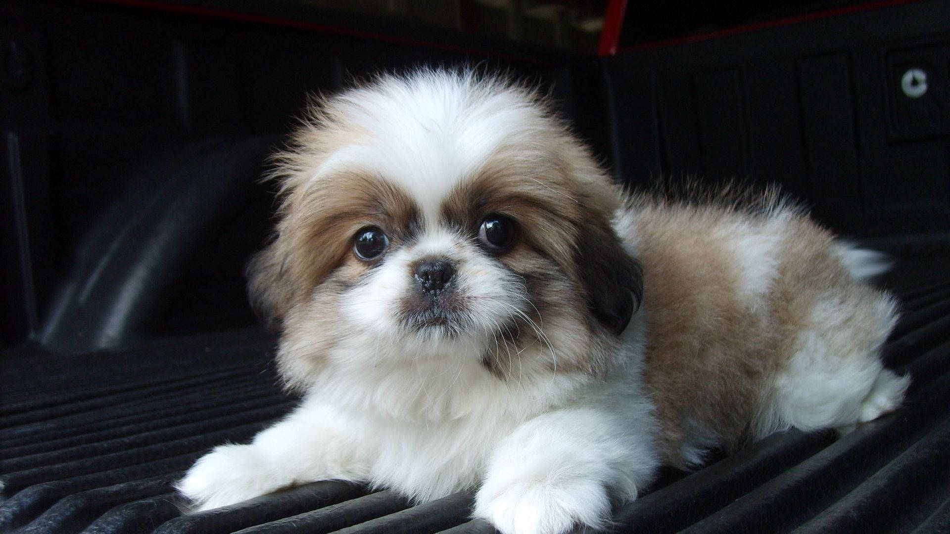 Chó Shih Tzu Con Nhìn Vào Máy Ảnh Hình nền