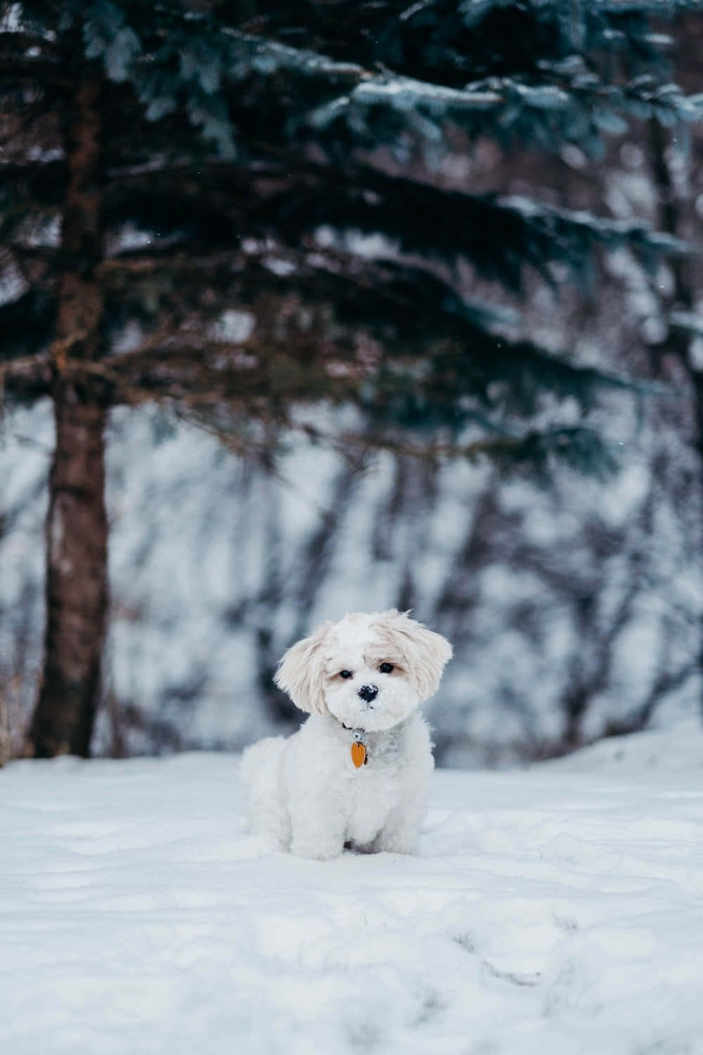 Chó Shih Tzu mùa đông Hình nền