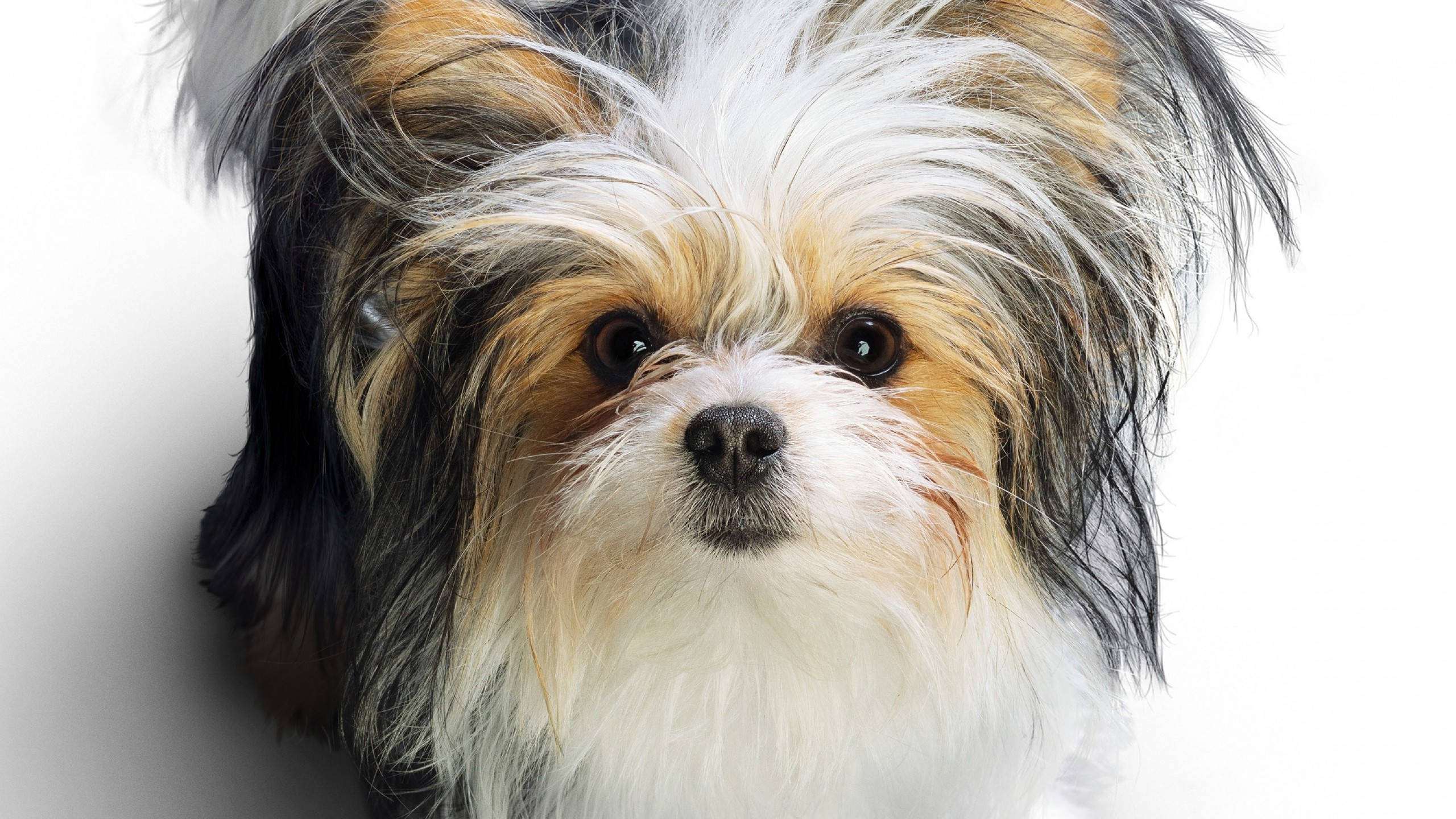 Chó Terrier Ba Màu Dễ Thương Hình nền