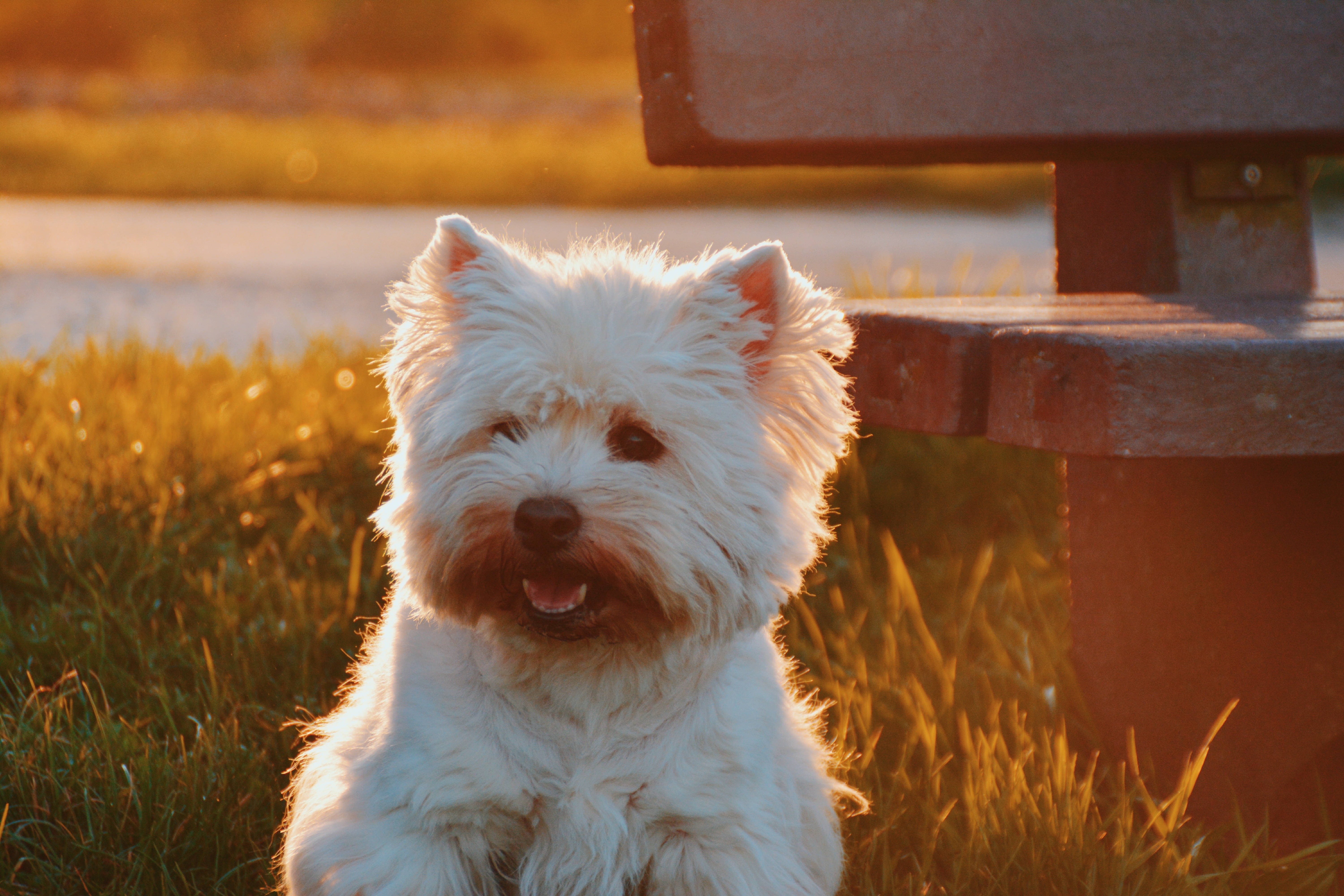 Chó Westie Trắng Nghỉ Ngơi Trong Hoàng Hôn Rực Rỡ Hình nền