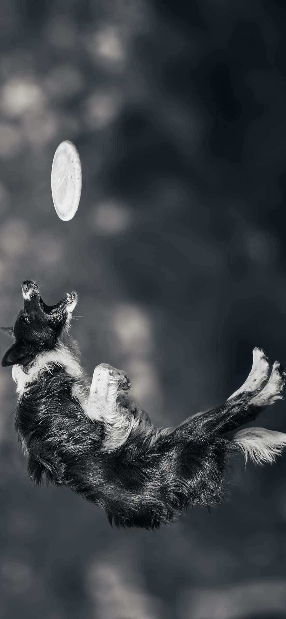 Chơi cùng bạn bè với Frisbee iPhone Xs Hình nền