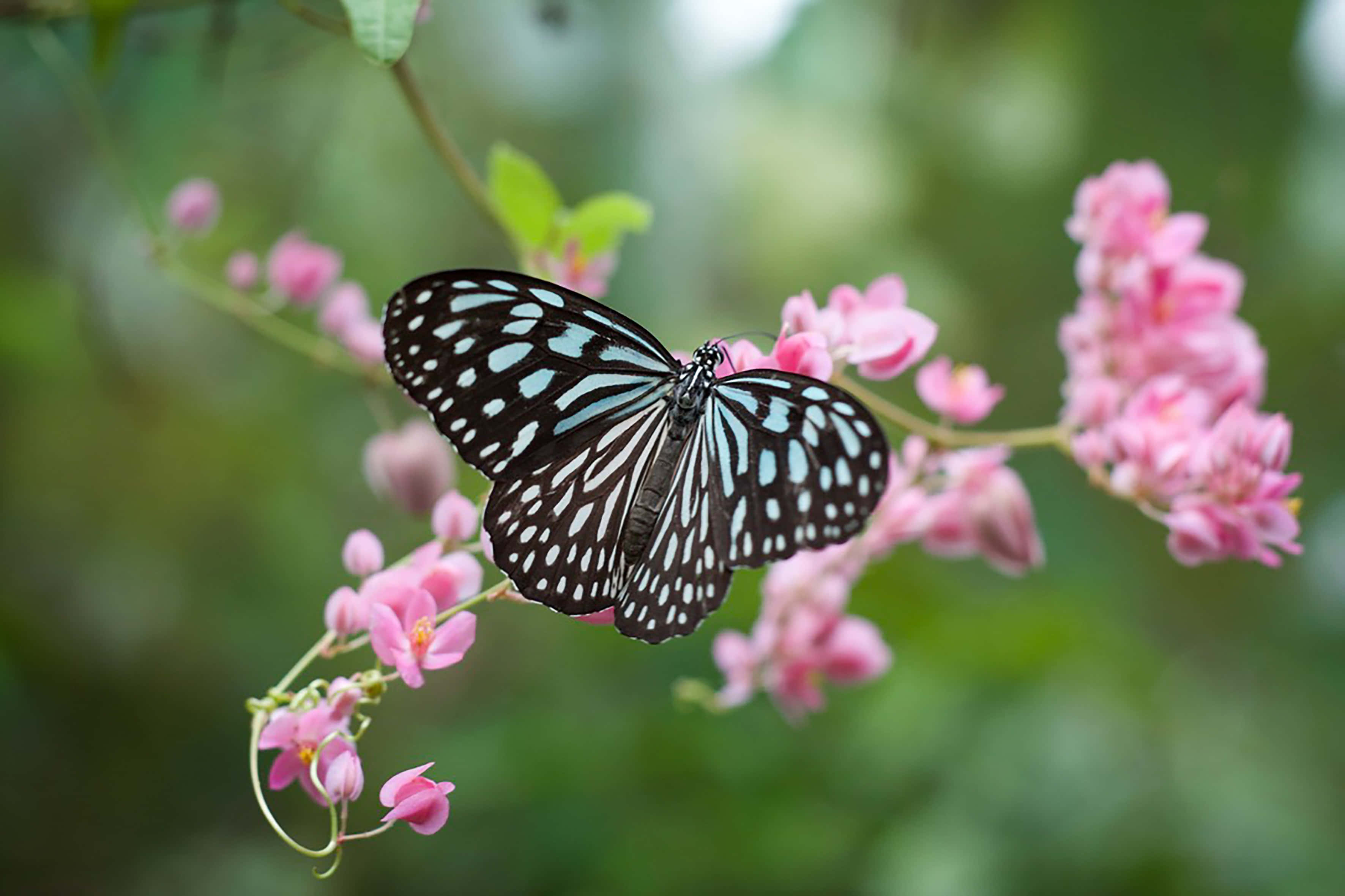 Chú bướm đẹp thẩm mỹ Hình nền