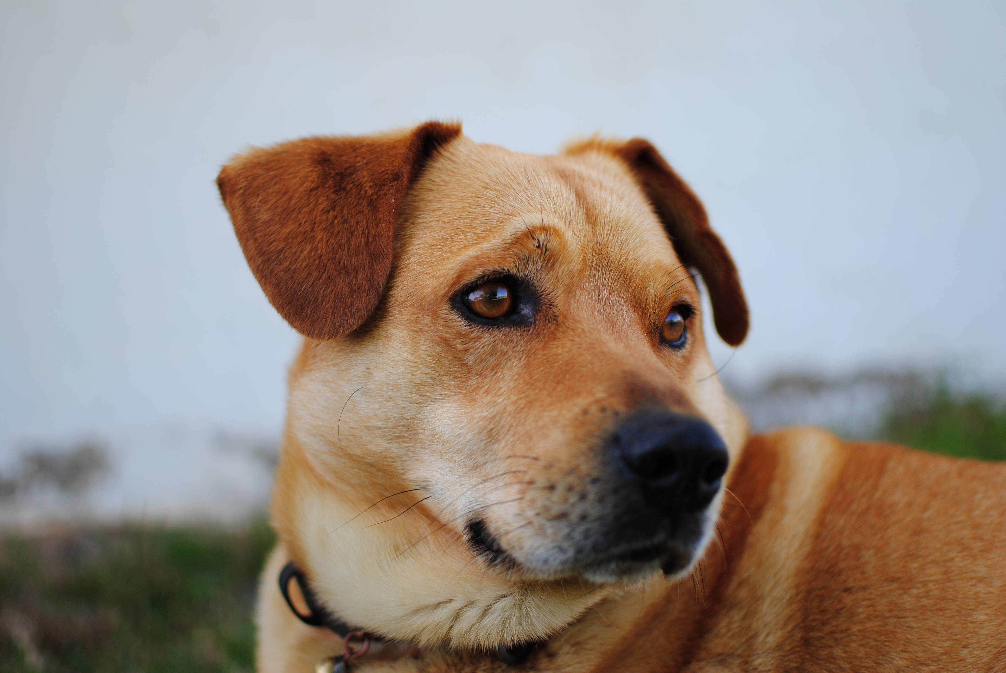 Chú Chó Đáng Yêu Giống Austrian Pinscher Hình nền