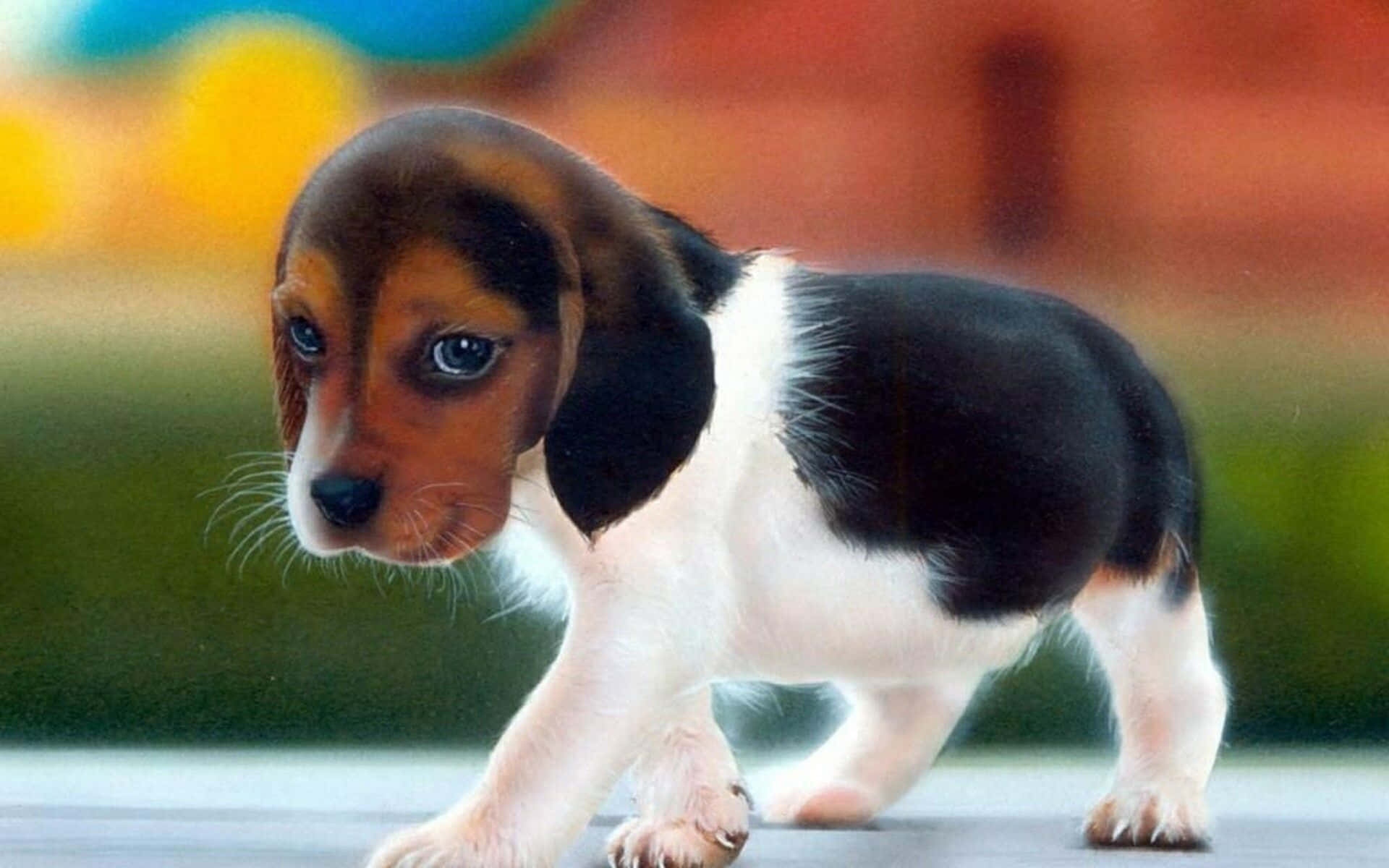 Chú chó đáng yêu tạo dáng trong ngày nắng Hình nền