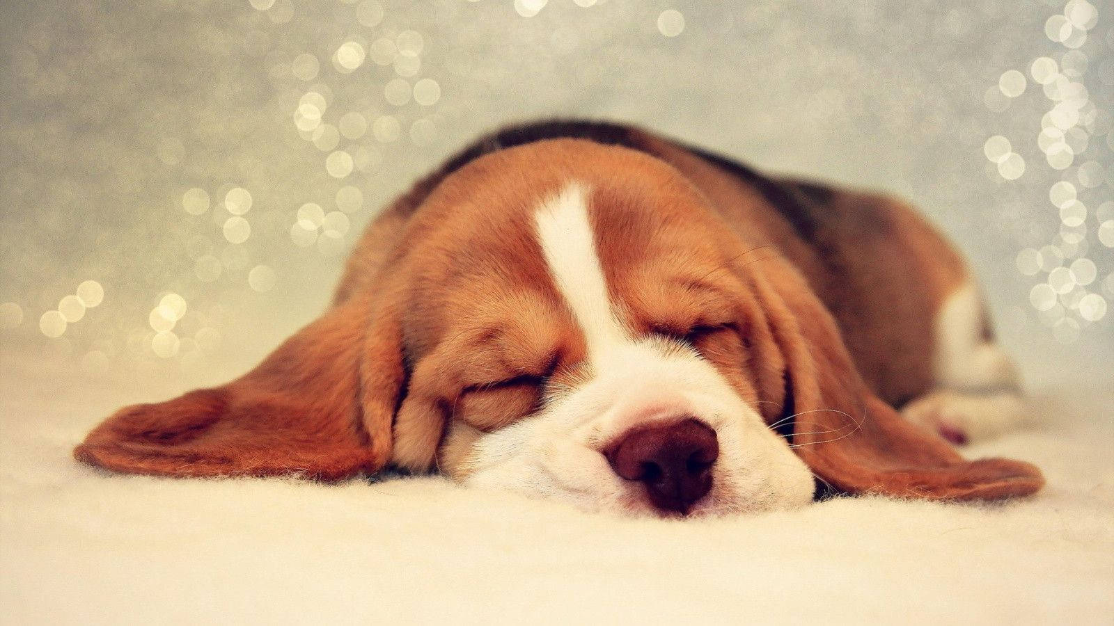 Chú chó Beagle đáng yêu đang ngủ Hình nền