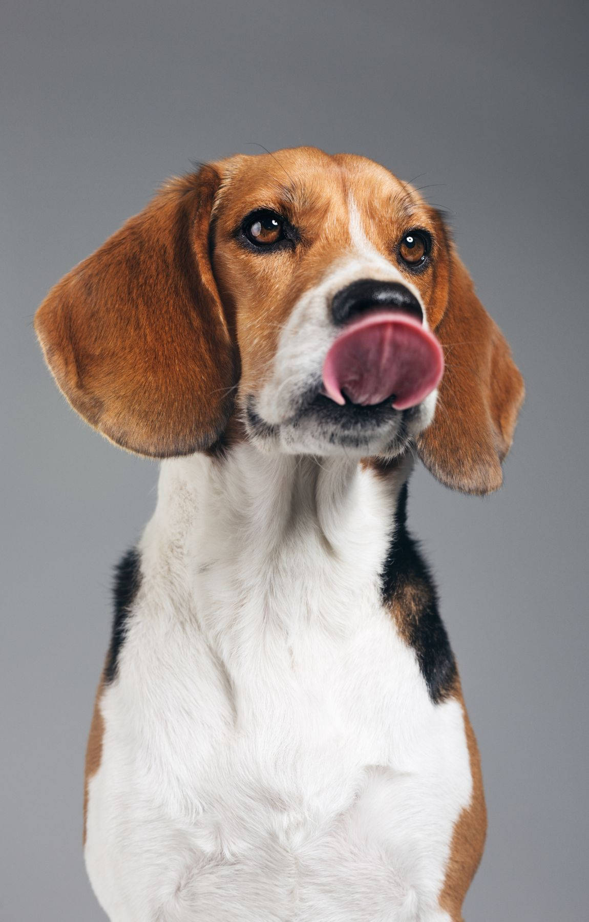 Chú chó Beagle liếm láp tinh nghịch Hình nền