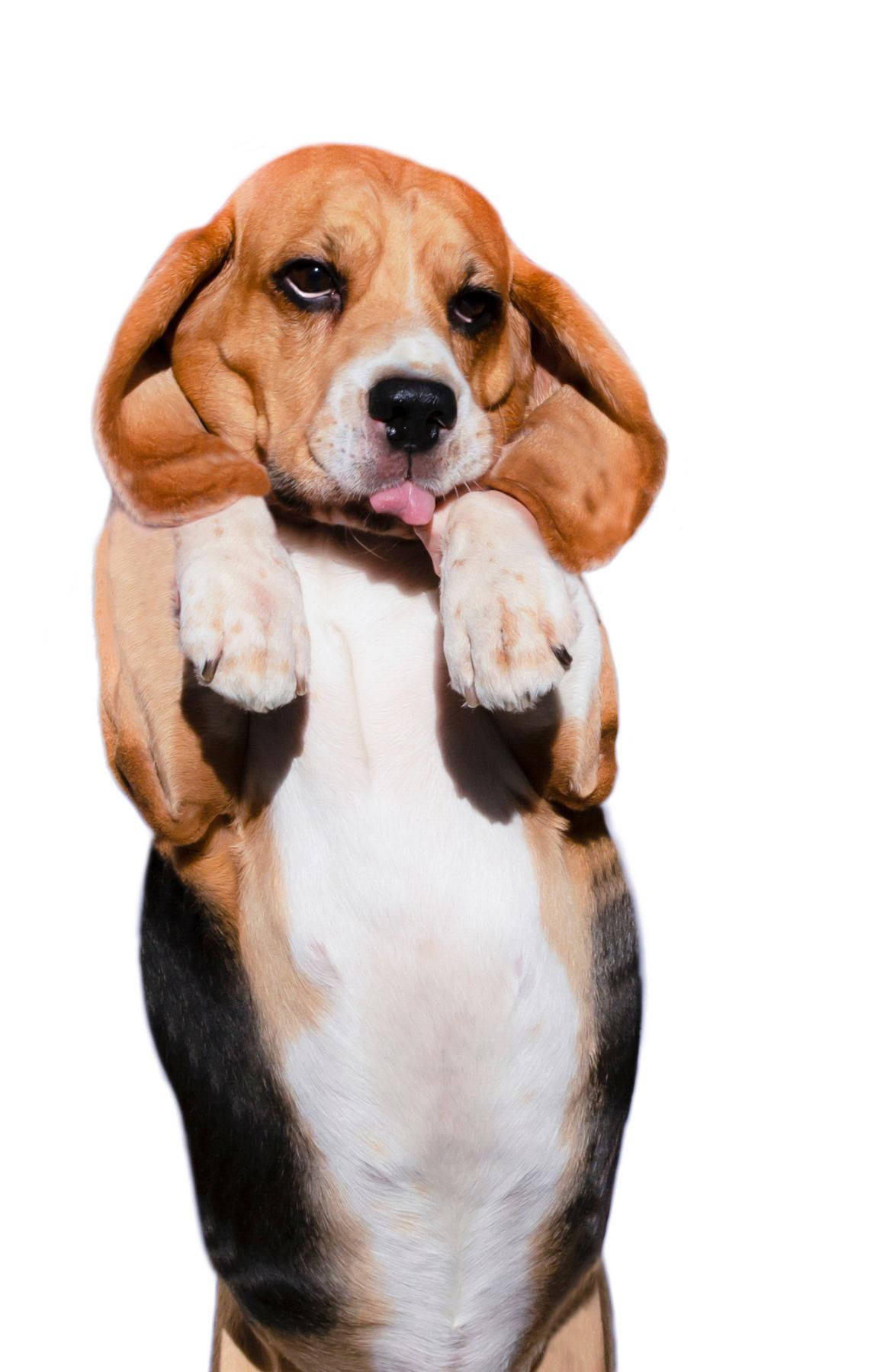 Chú chó Beagle nhỏ đứng thẳng Hình nền