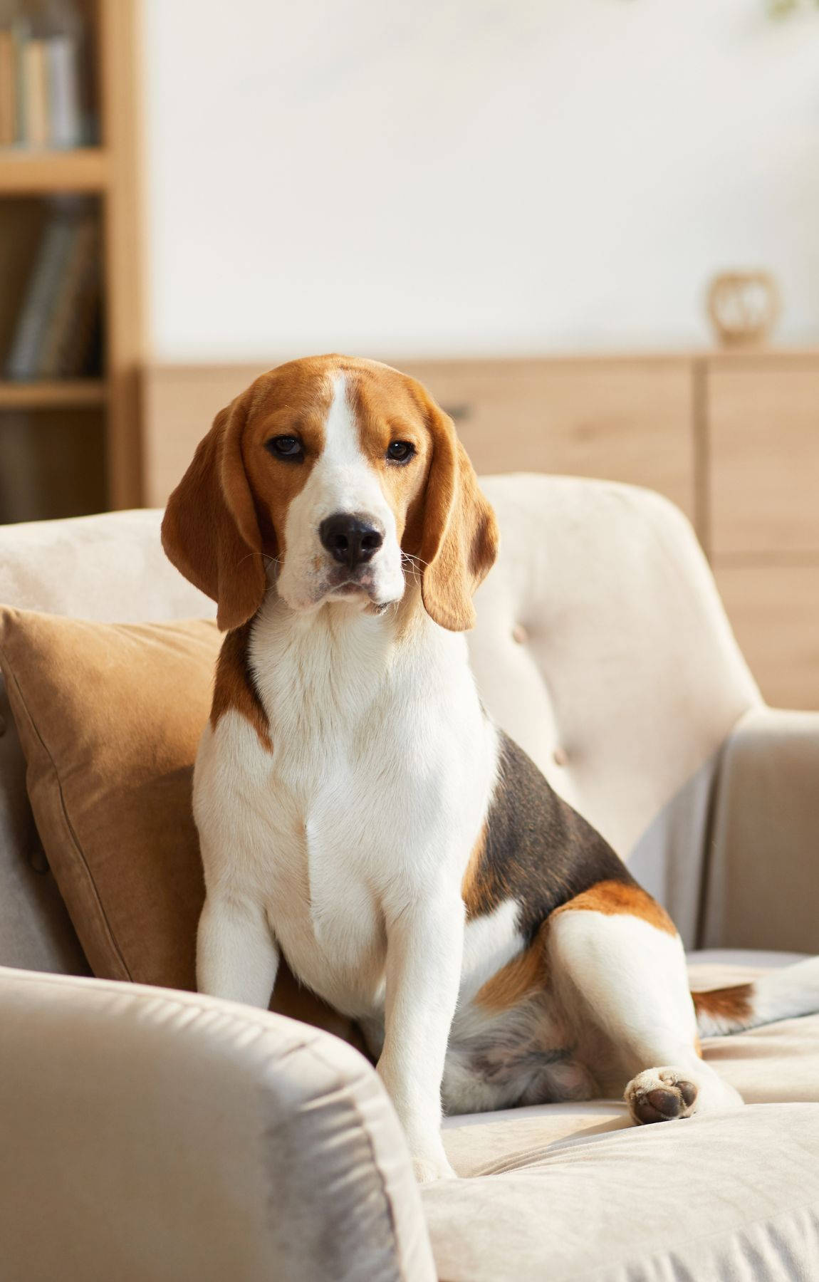 Chú chó Beagle ngồi trên ghế sofa Hình nền