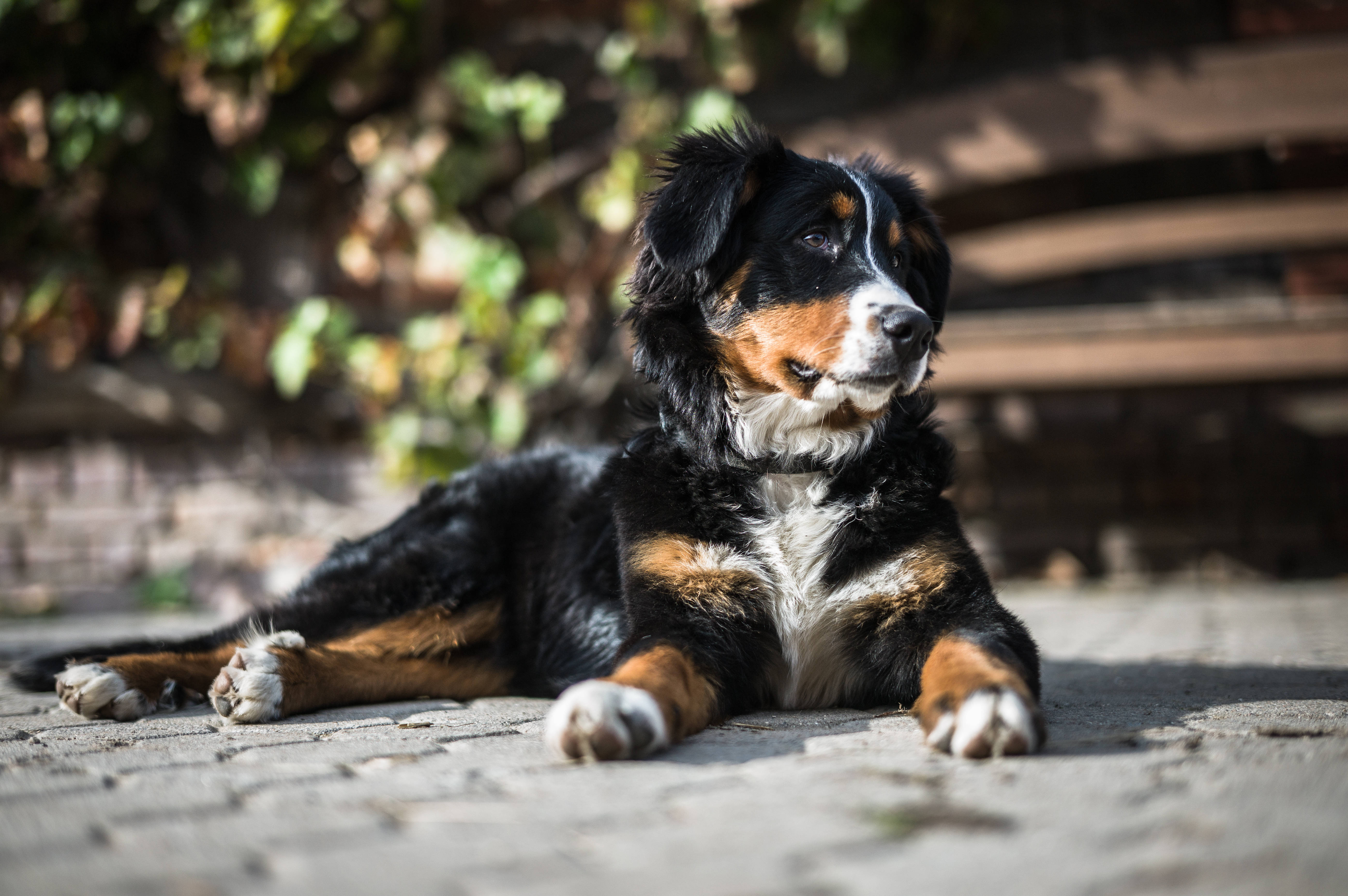 Chú chó Bernese dễ thương dưới ánh nắng mặt trời Hình nền
