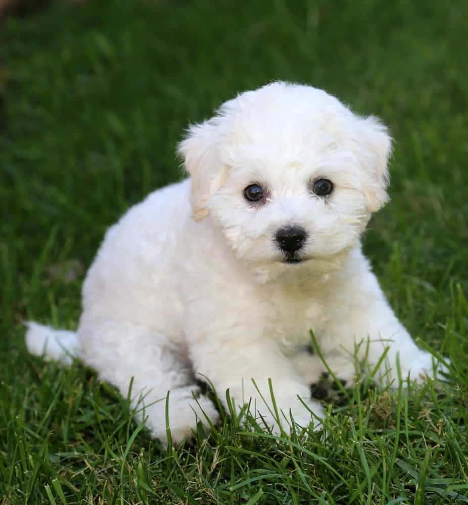 Chú chó Bichon Frise đáng yêu đang ngủ trưa Hình nền