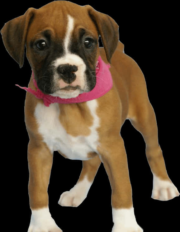 Chú chó Boxer con đeo khăn hồng Hình nền