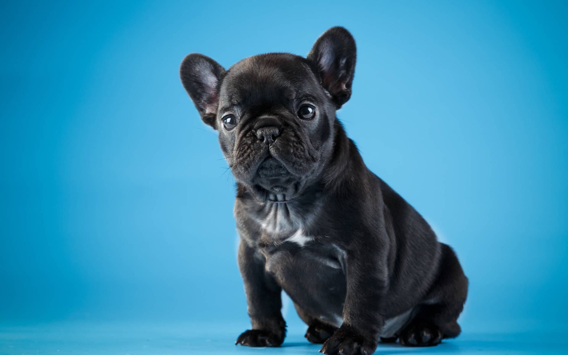 Chú Chó Bulldog Đen Dễ Thương Hình nền