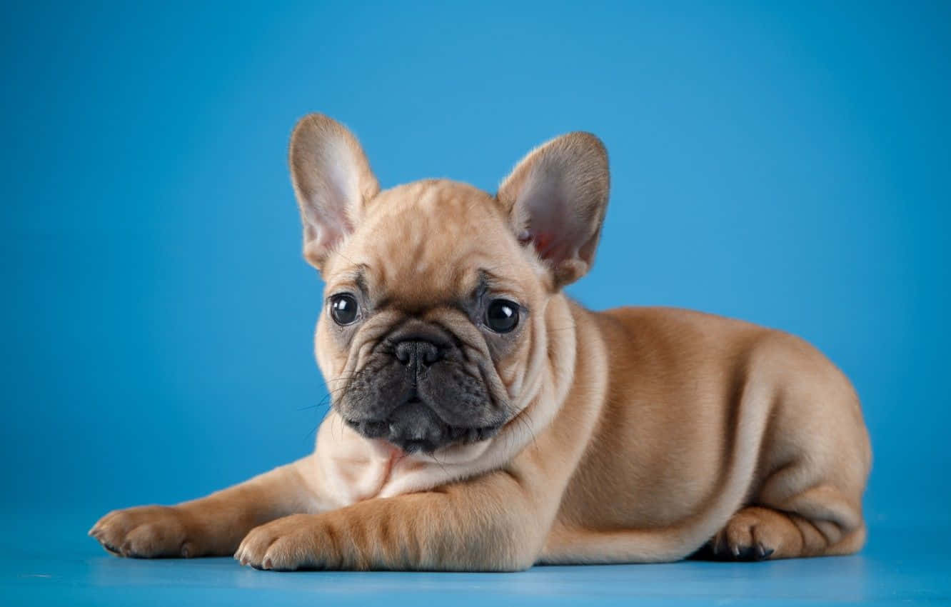 Chú Chó Bulldog Pháp Nhỏ Đang Tạo Dáng Hình nền