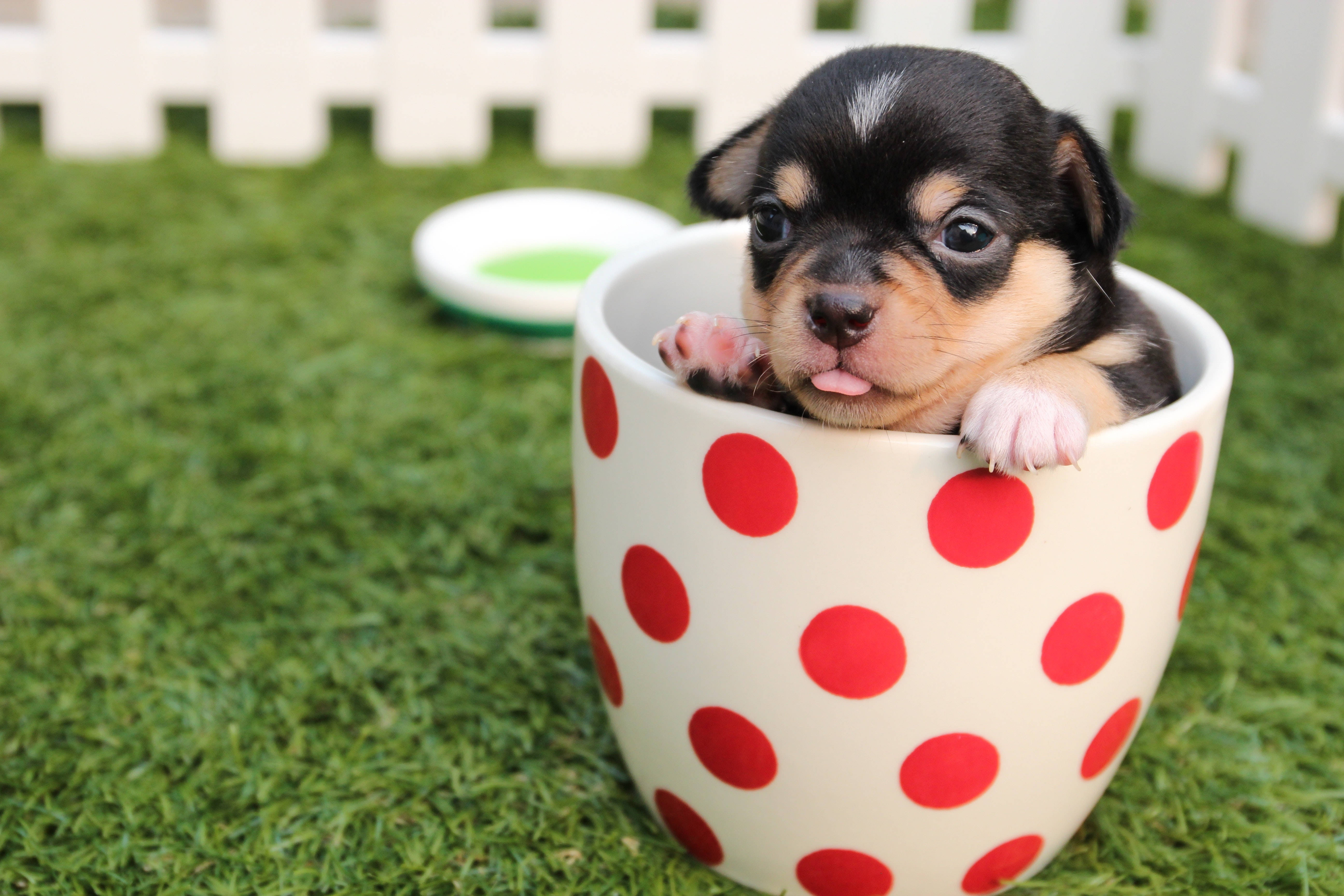 Chú chó Chihuahua con dễ thương trong cốc Hình nền