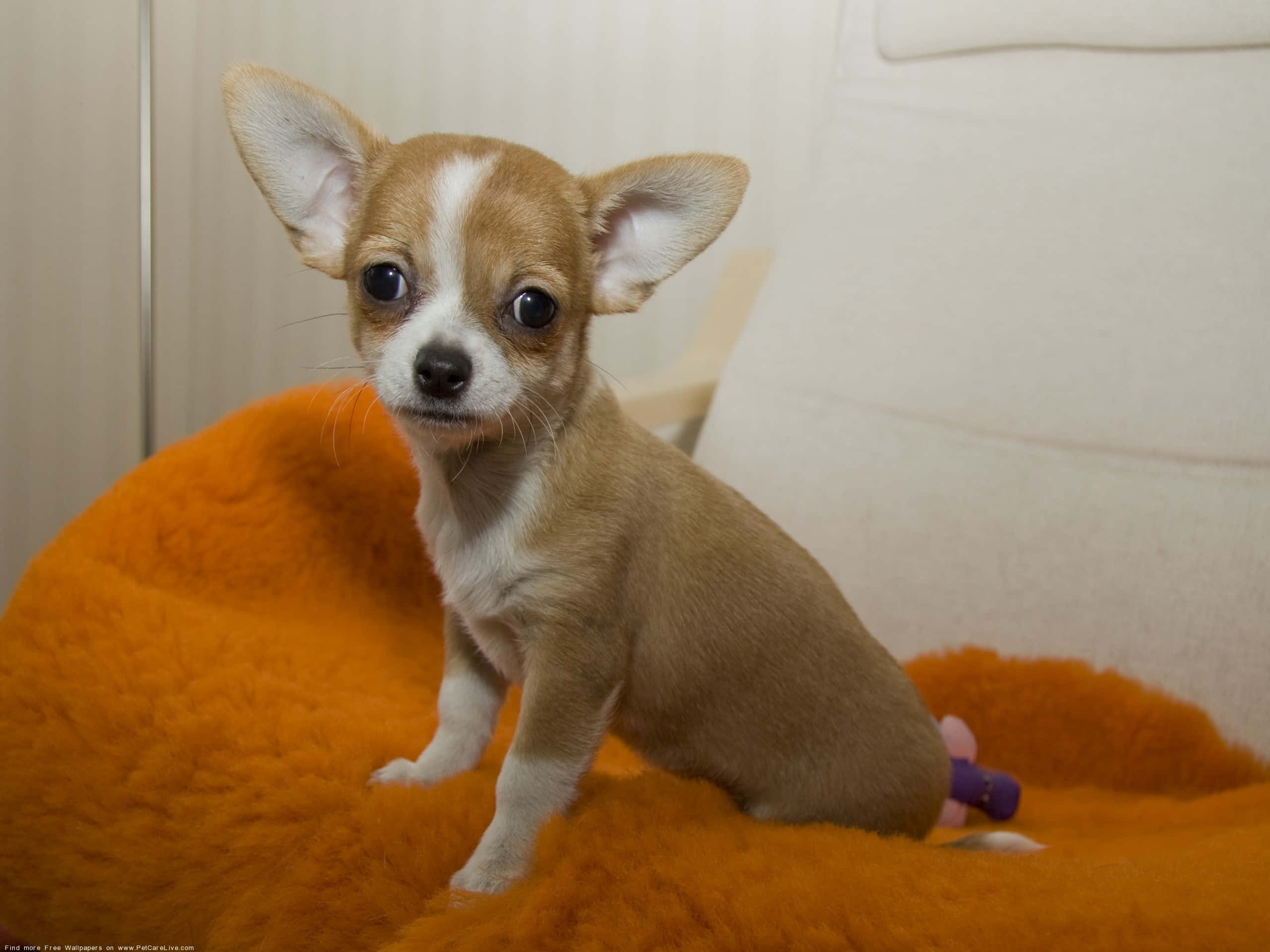 Chú Chó Chihuahua Màu Nâu Dễ Thương Và Điềm Tĩnh Hình nền