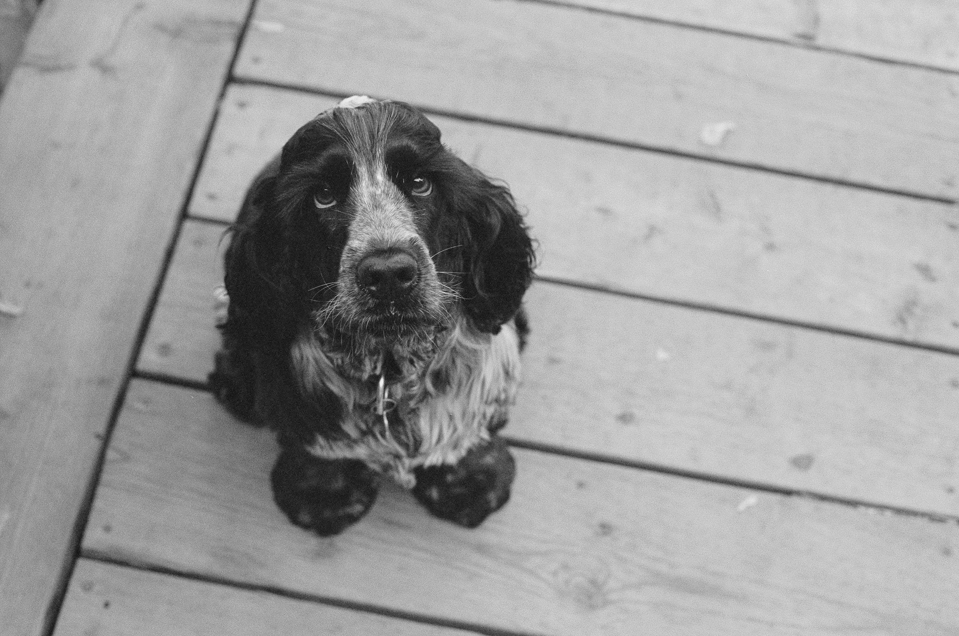 Chú chó Cocker Spaniel lông đen nhìn vào máy ảnh đầy yêu thương Hình nền