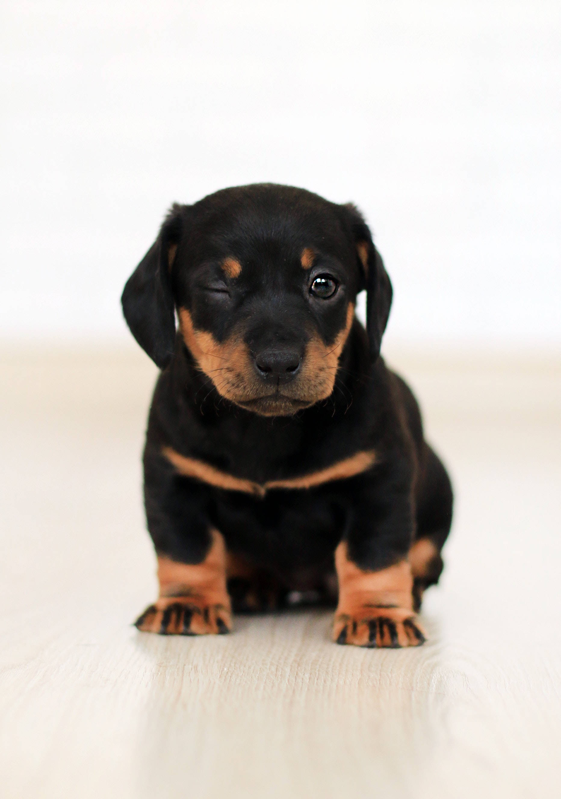 Chú Chó Con Dachshund Dễ Thương Hình nền