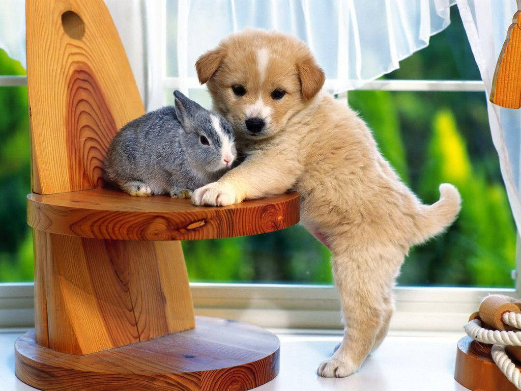 Chú chó con dễ thương với chú thỏ xám Hình nền