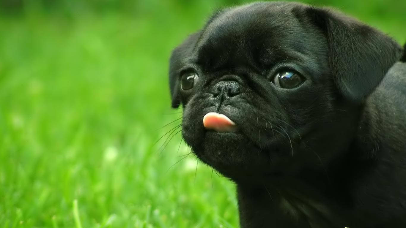 Chú chó con đen dễ thương thè lưỡi Hình nền