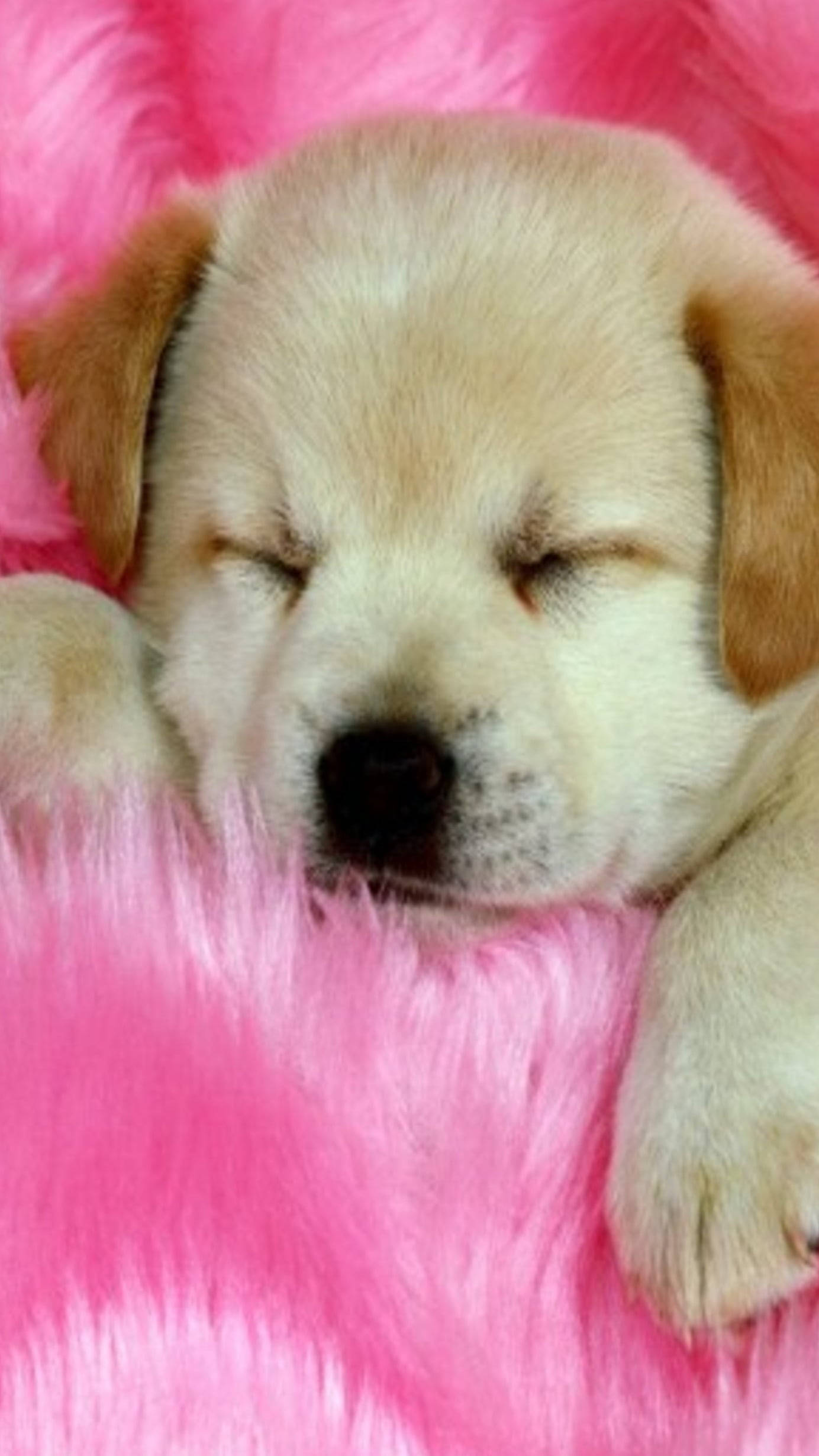 Chú chó con màu nâu đang ngủ Hình nền