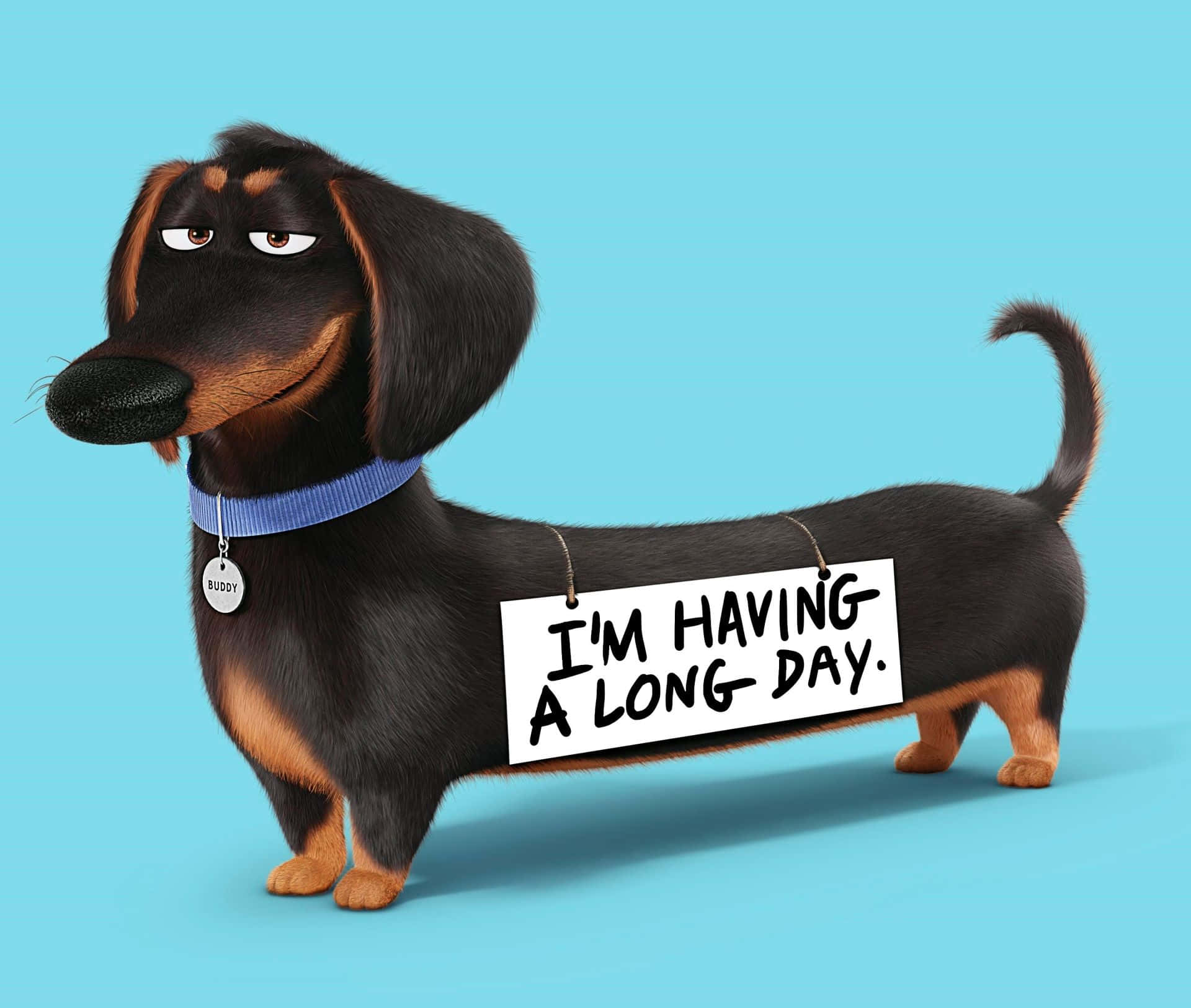 Chú chó dachshund dễ thương này sẽ làm ngày của bạn thêm tươi sáng! Hình nền