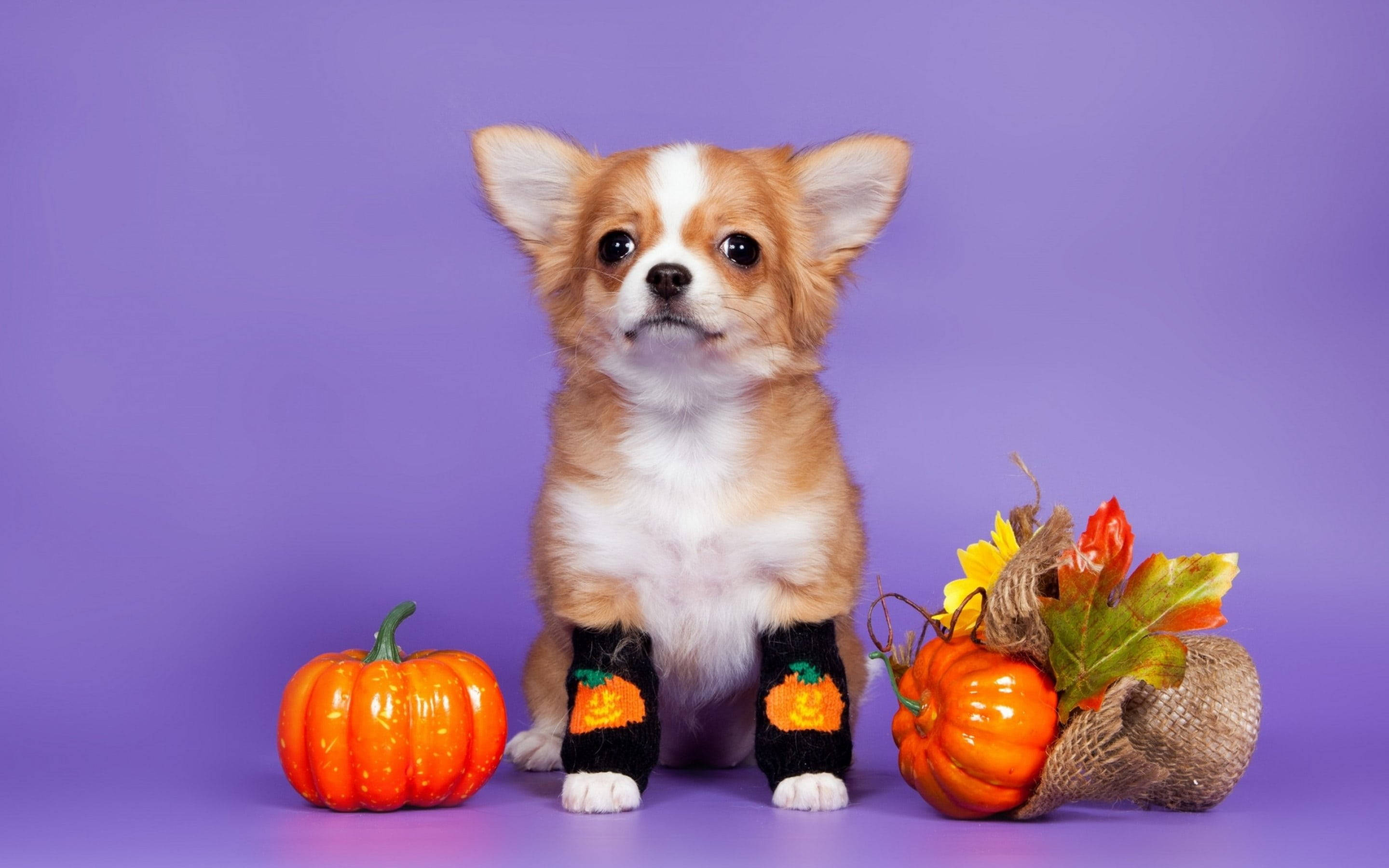 Chú chó Halloween dễ thương phong cách thẩm mỹ Hình nền
