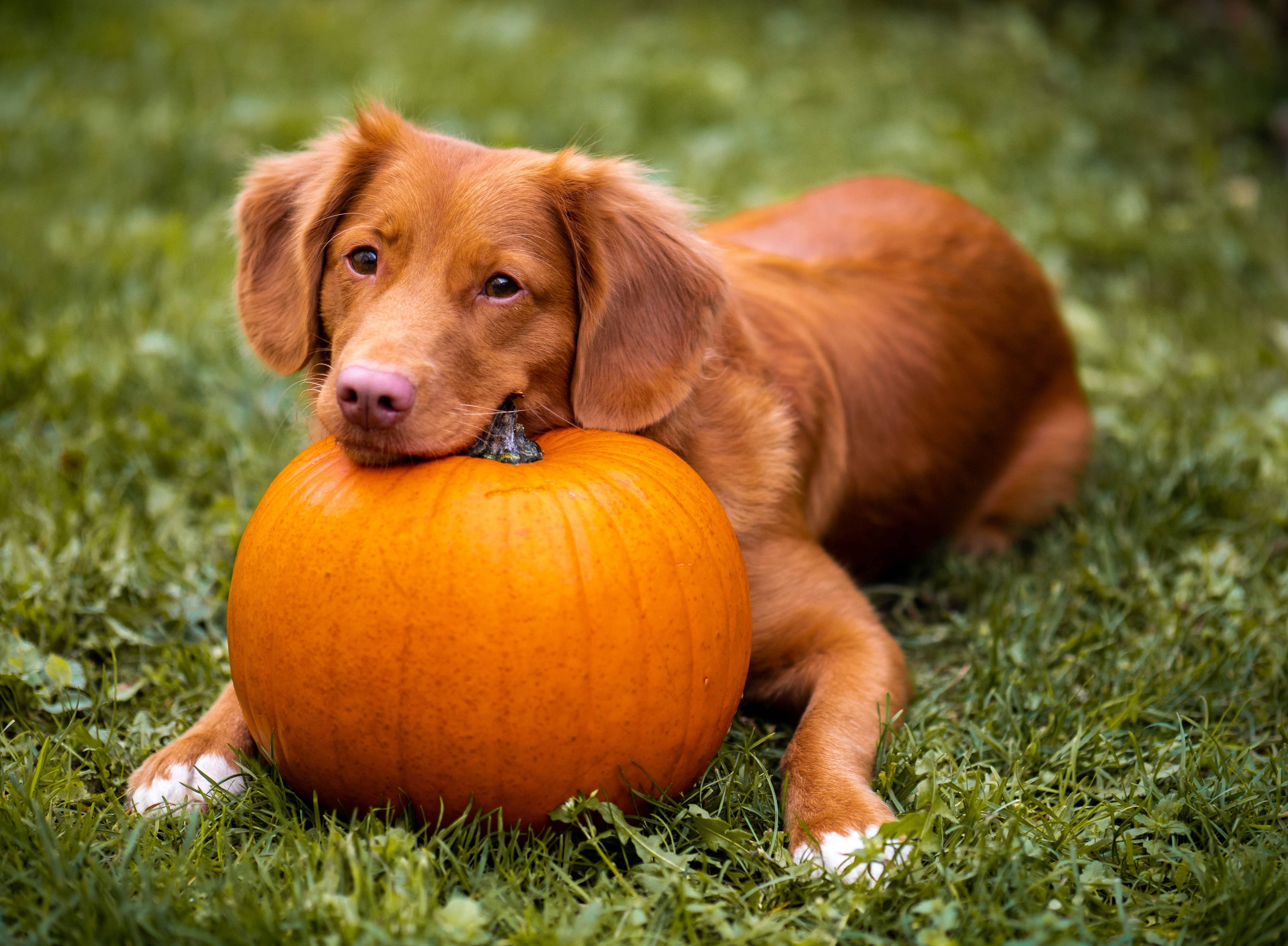 Chú chó Halloween dễ thương trên bãi cỏ Hình nền