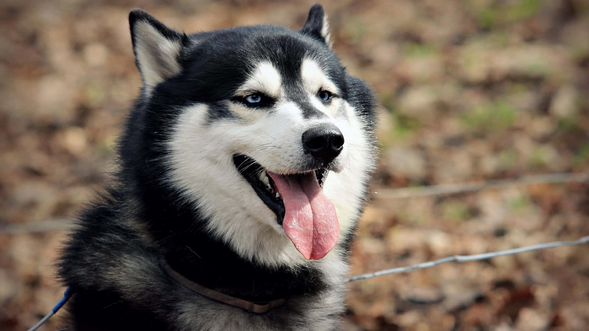 Chú chó Husky Siberia dễ thương và lông xù Hình nền