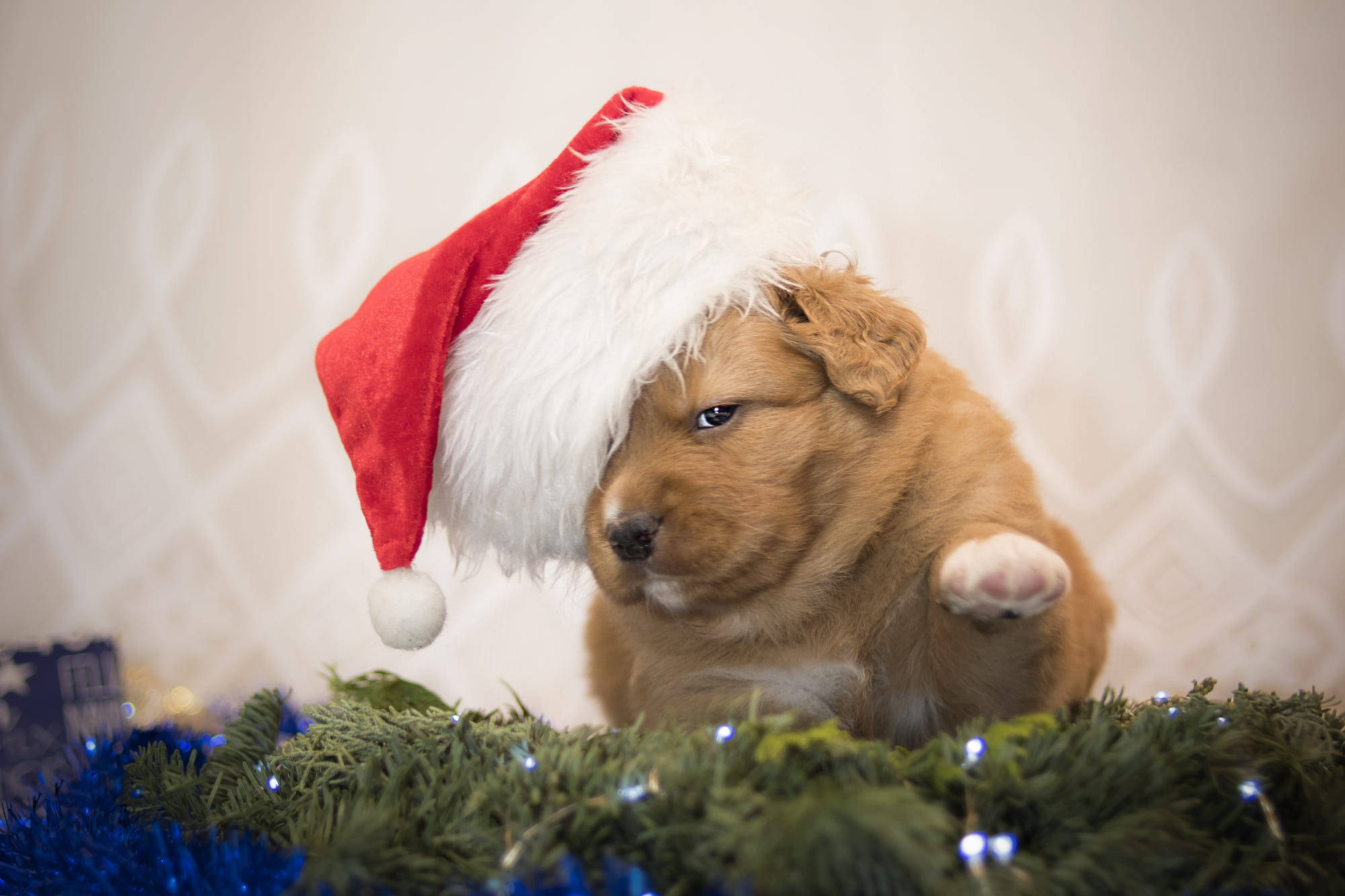 Chú Chó Mũm Mĩm Dễ Thương Mặc Mũ Ông Già Noel Hình nền
