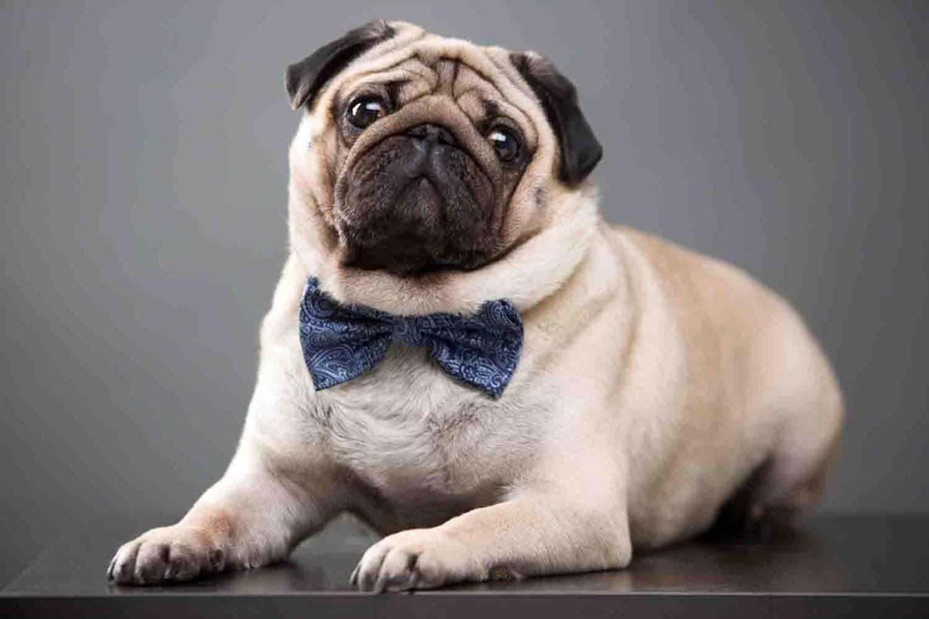 Chú chó Pug đáng yêu đeo nơ Hình nền