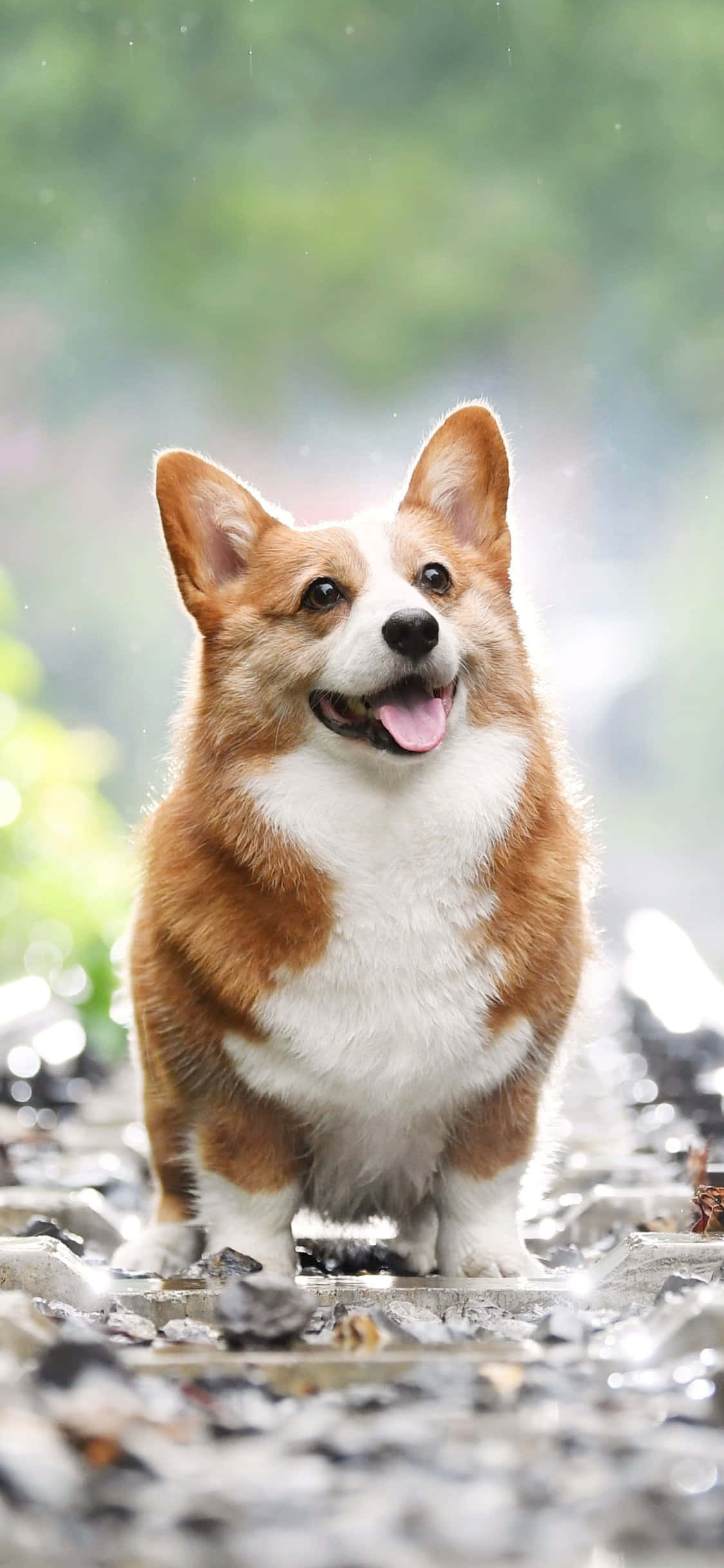 Chú Corgi vui vẻ sẵn sàng cho một ngày mới! Hình nền