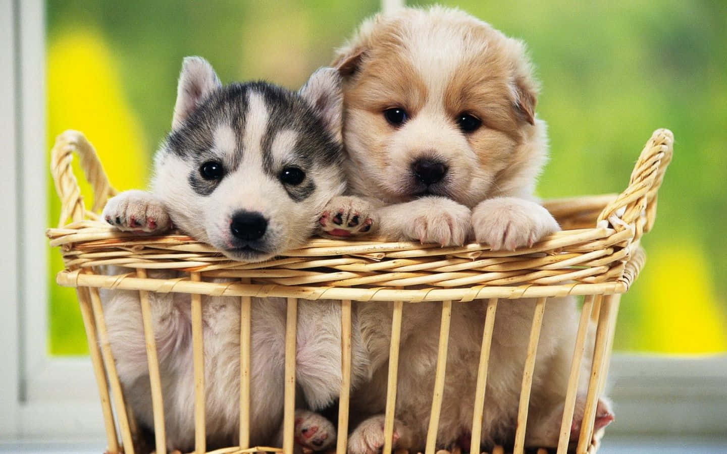 Chú Cún Đáng Yêu Nằm Thư Giãn Trên Thảm Cỏ Hình nền
