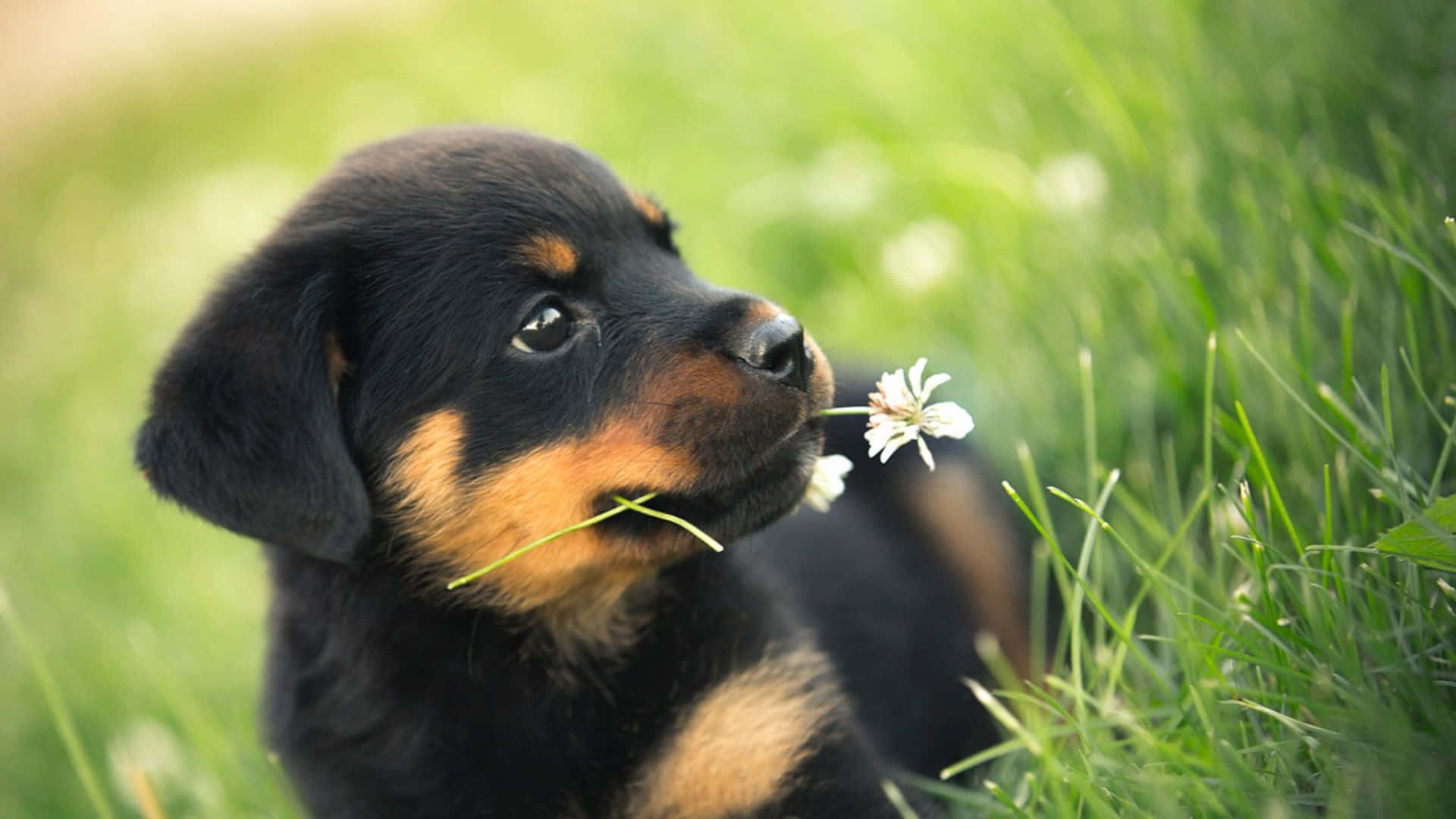 Chú cún đáng yêu mỉm cười thư giãn trên thảm cỏ Hình nền