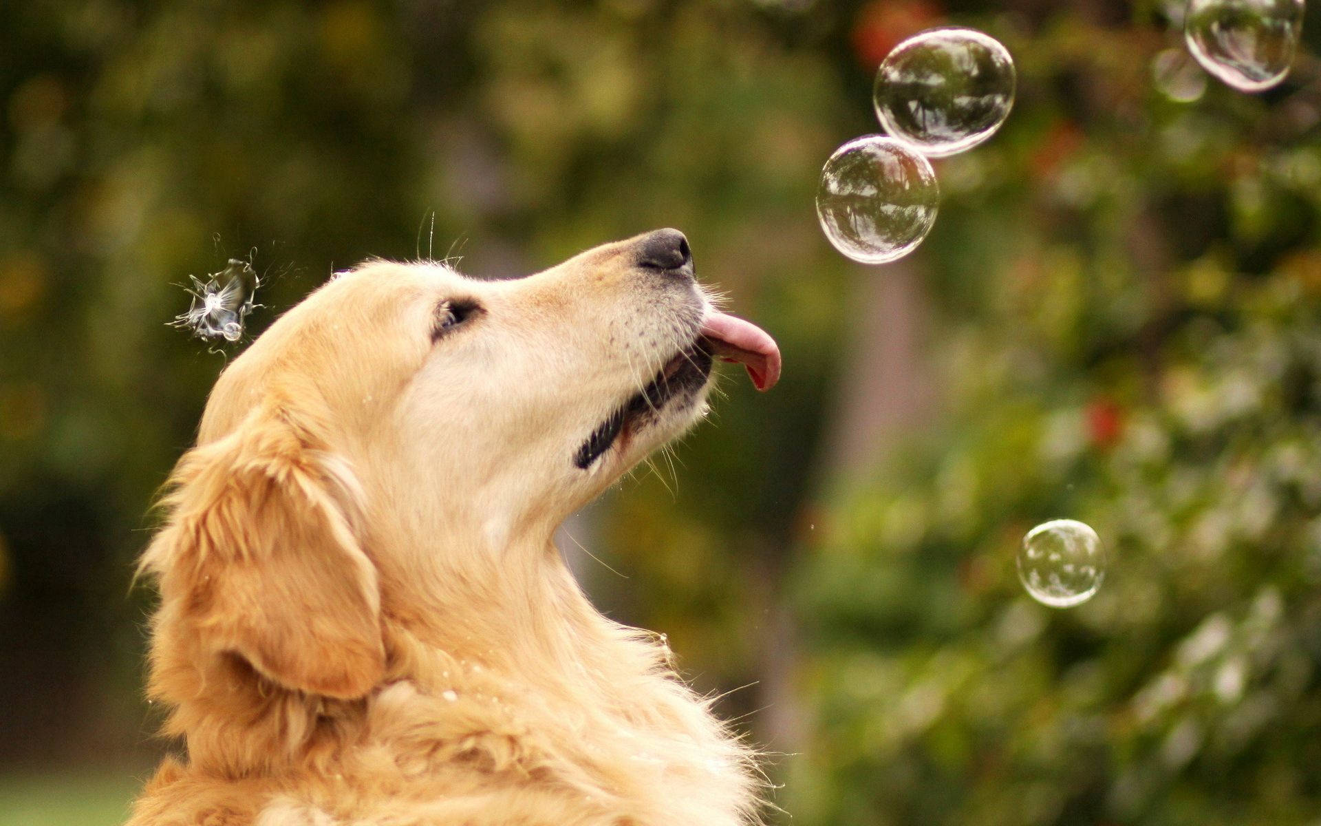"Chú Golden Retriever Này Thích Chơi Với Bong Bóng!" Hình nền