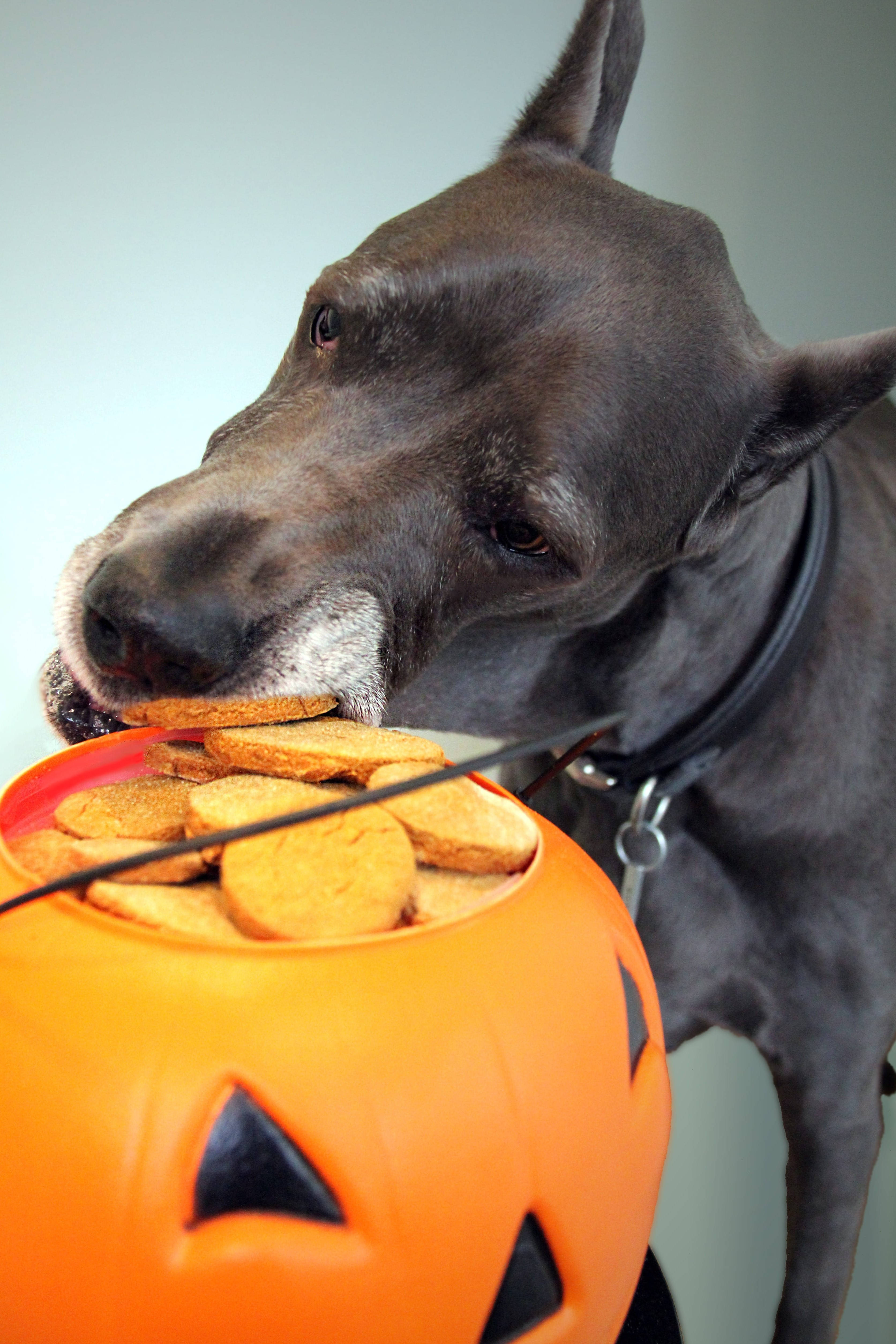 Chú Great Dane Dễ Thương Trong Lễ Halloween Hình nền