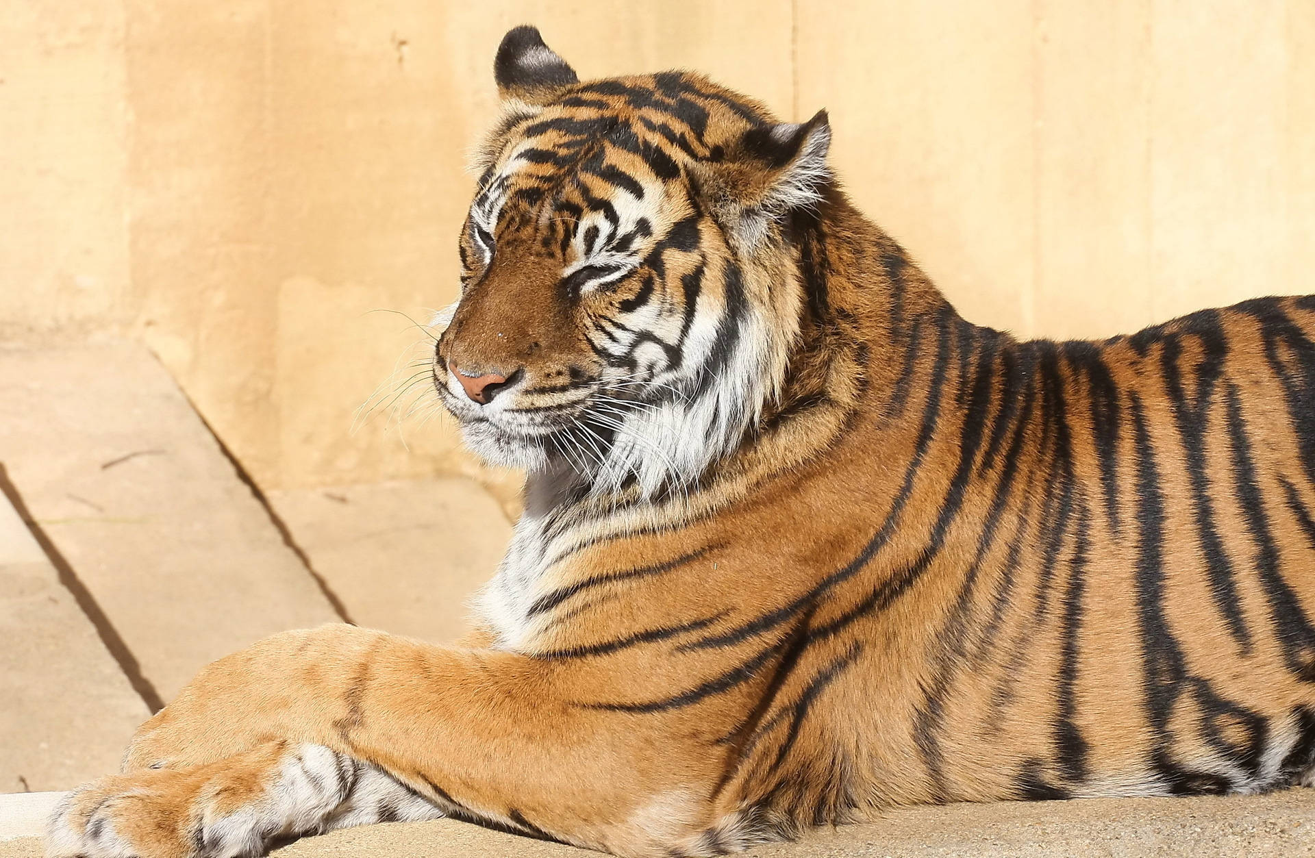 Hình nền hổ Bengal ngồi xinh dưới ánh nắng