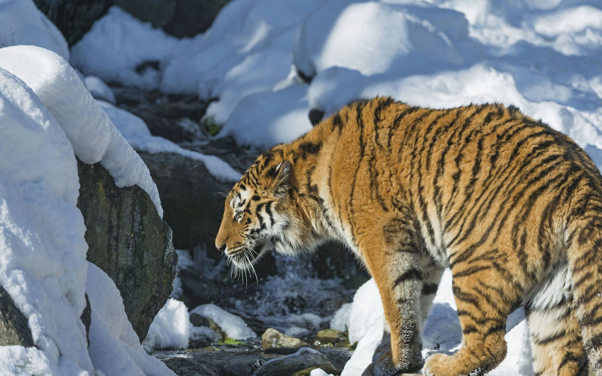 Hình nền hổ Siberia trên đá phủ tuyết cạnh dòng suối