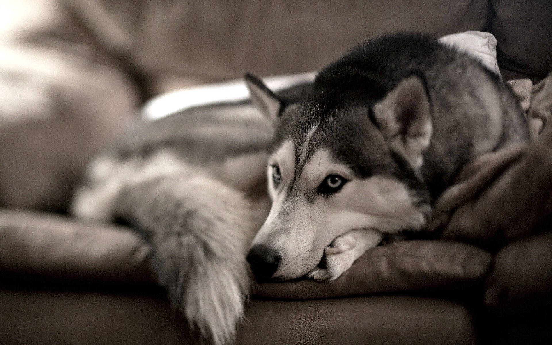 Hình nền chó Husky Siberia ngồi trên ghế sofa màu xám