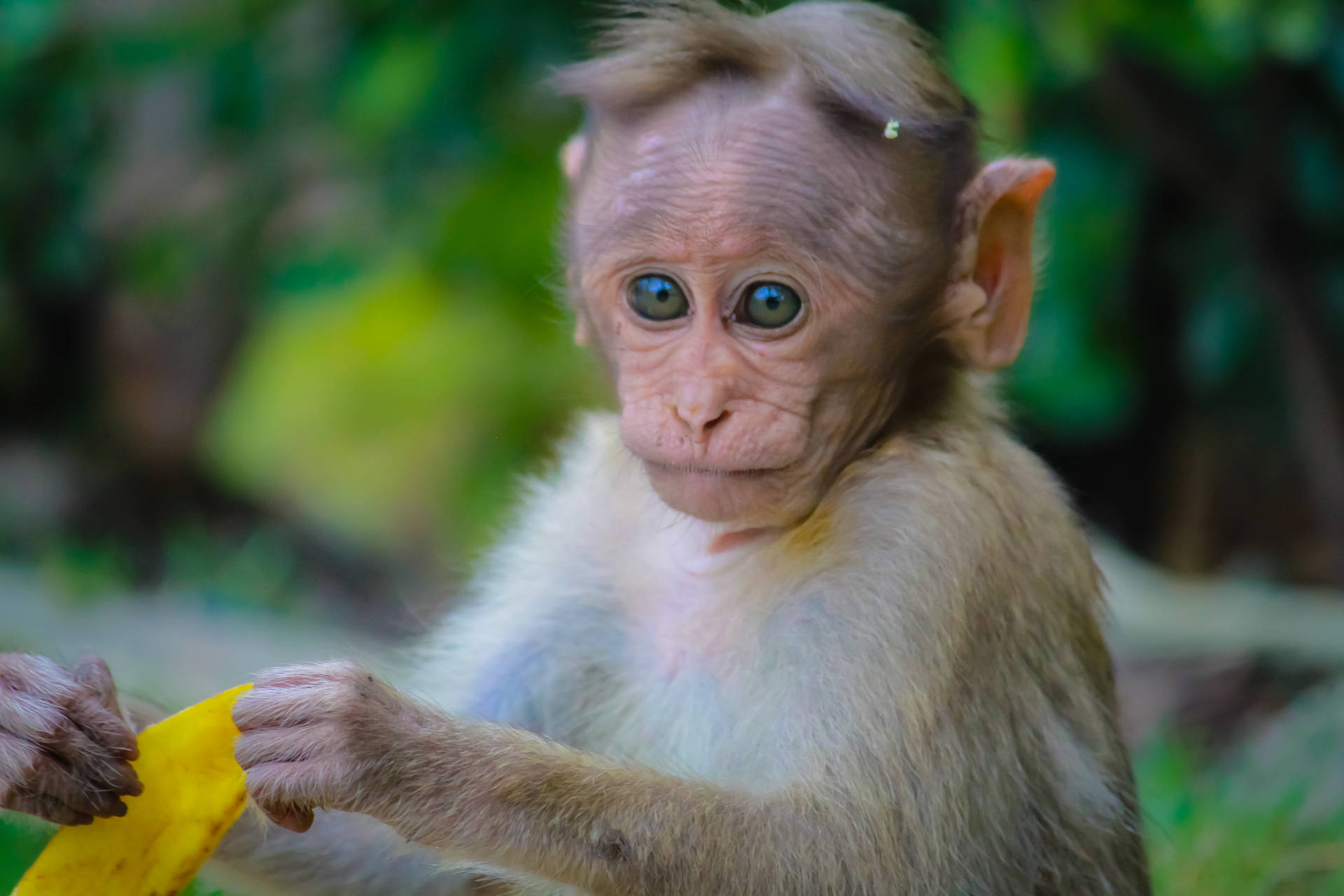 Hình nền 4K chú khỉ con dễ thương cầm vỏ trái cây.