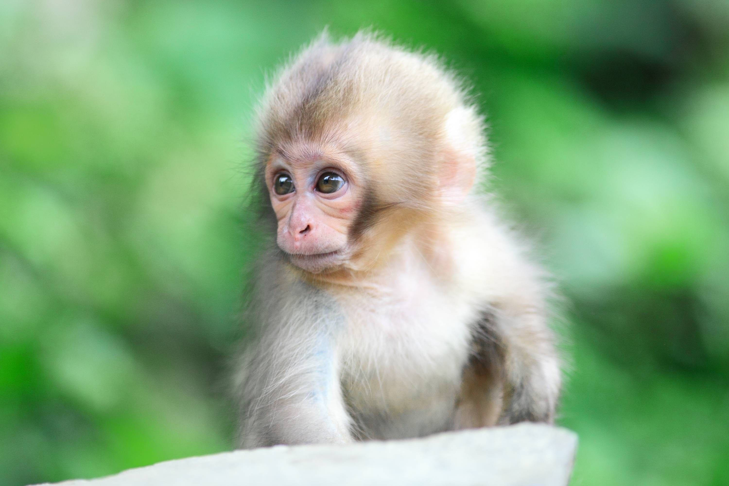 Chú Khỉ Dễ Thương Với Bộ Lông Trắng Hình nền