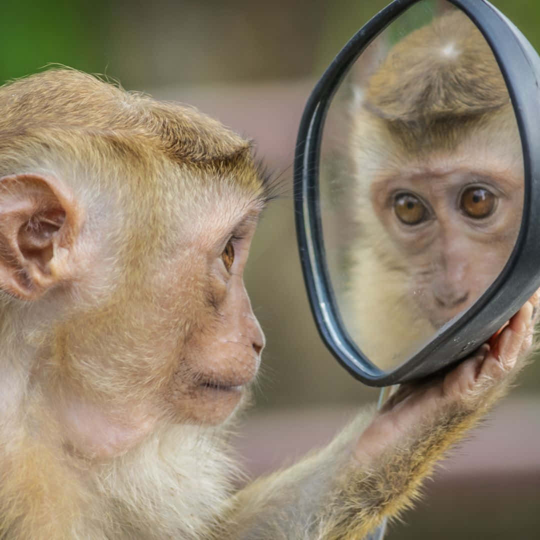 Chú Khỉ Dễ Thương Đáng Yêu Hình nền