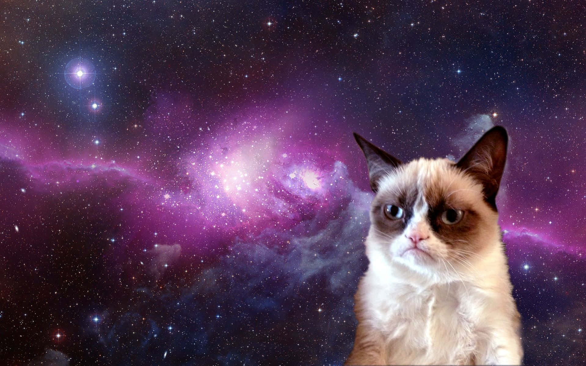 Chú mèo Grumpy Cat tinh nghịch với biểu cảm bực bội quen thuộc Hình nền